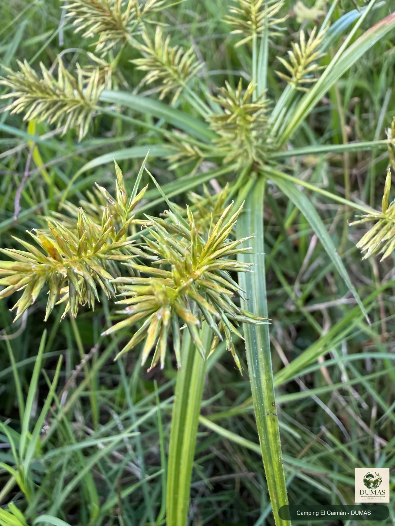 Registro fotográfico de Cyperus meyenianus
