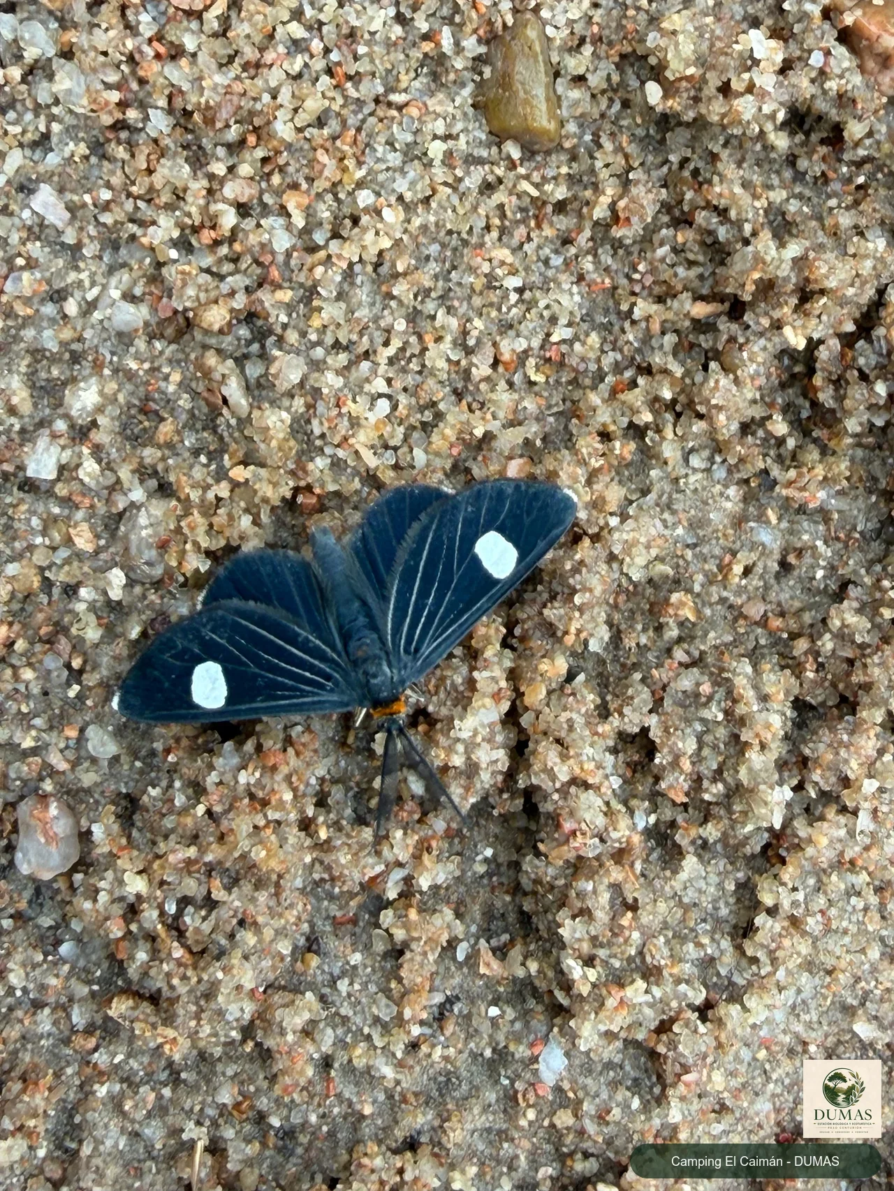 Registro fotográfico de Melanchroia aterea