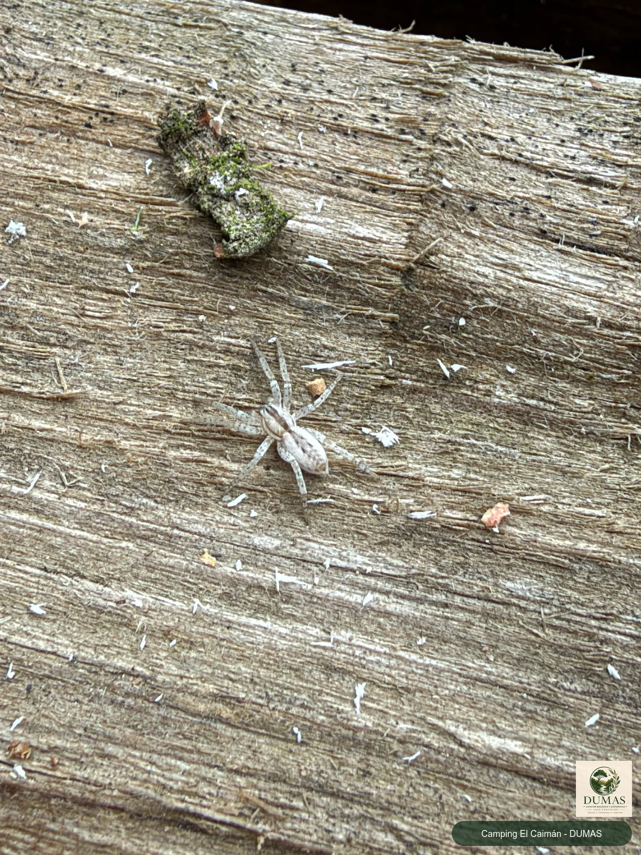Registro fotográfico de Arachosia praesignis