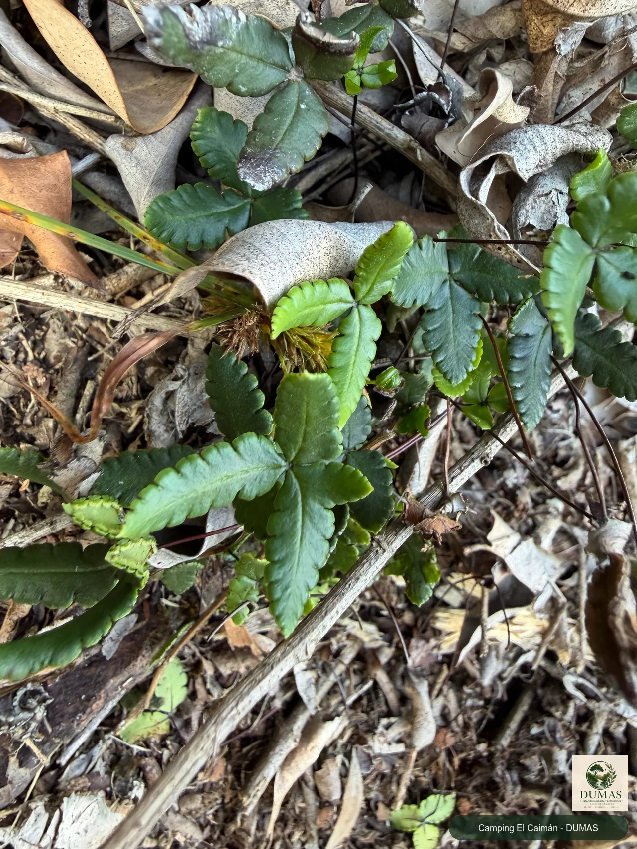 Registro fotográfico de Doryopteris triphylla