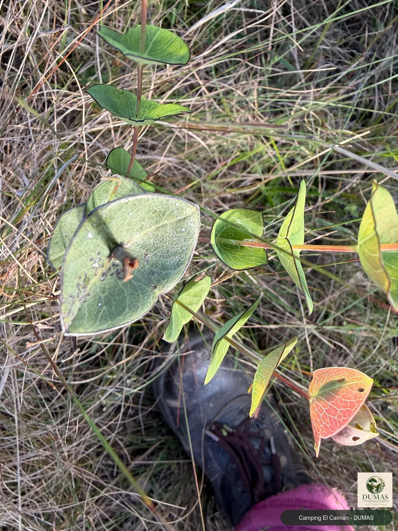 Registro fotográfico de Hypericum connatum