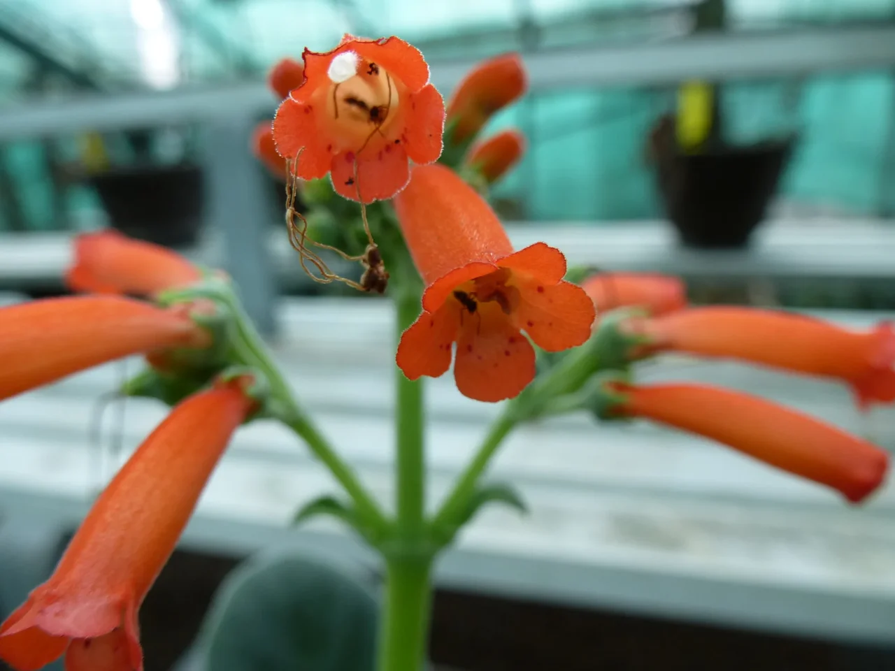 Flores de Sinningia macrostachya