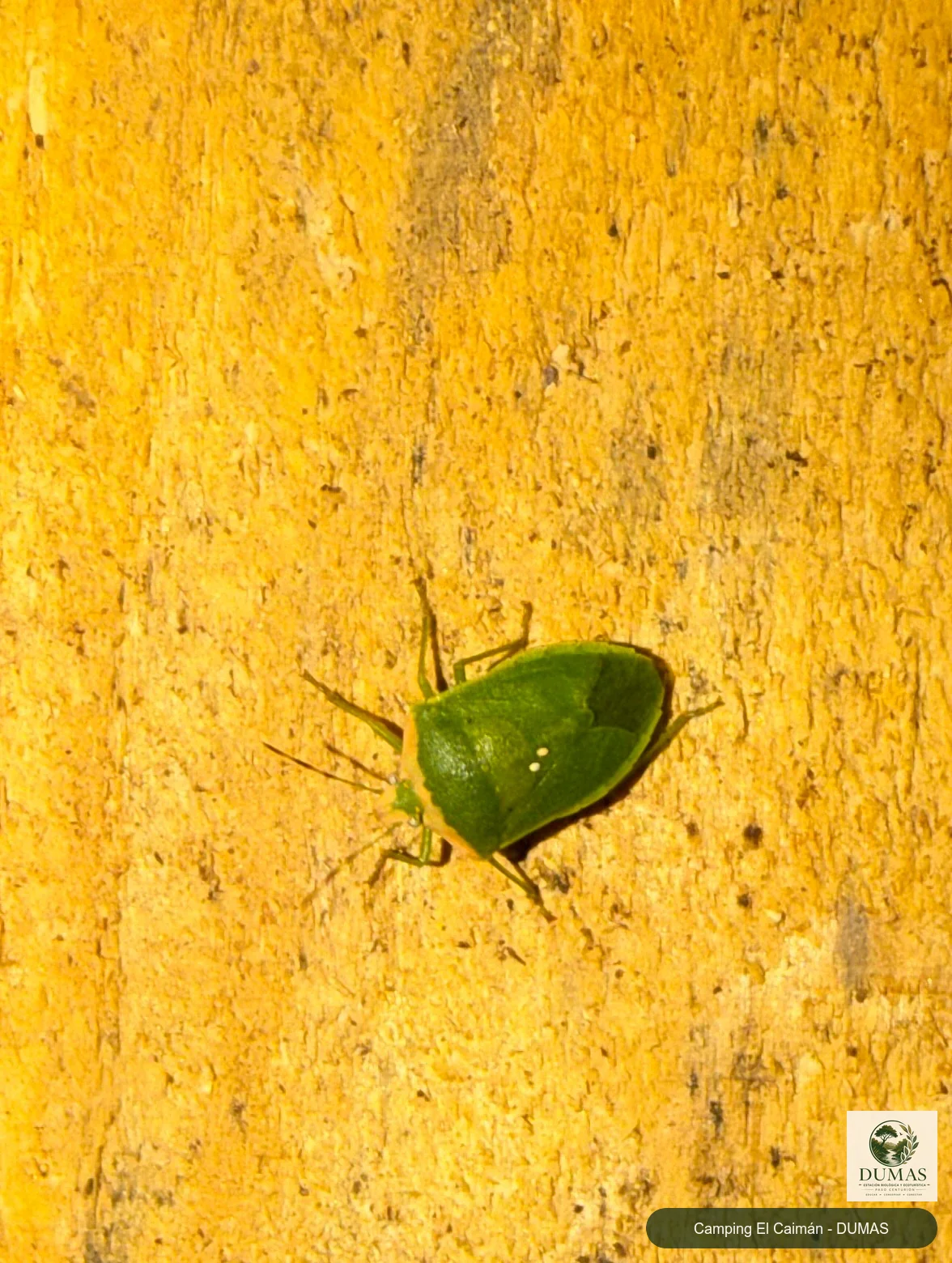 Registro fotográfico de Chinche verde africana