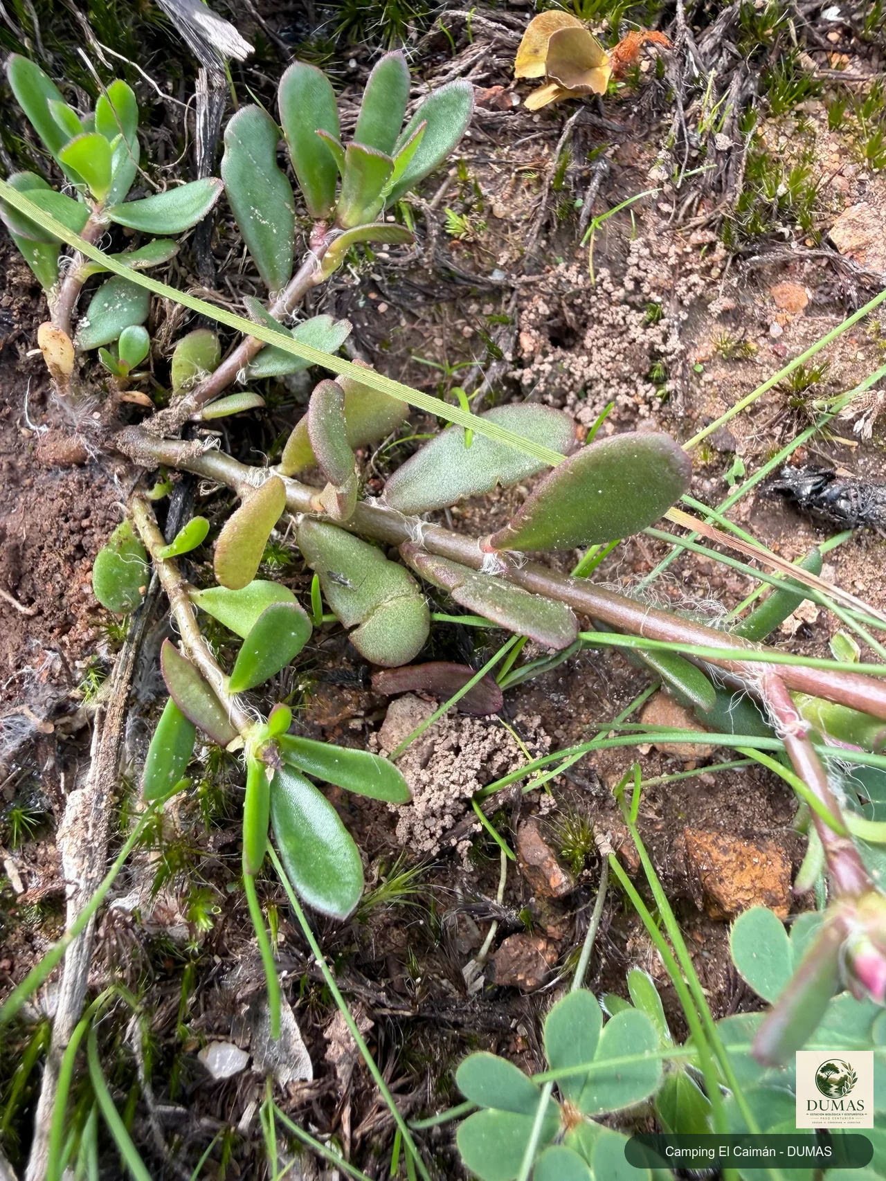 Registro fotográfico de Portulaca cryptopetala