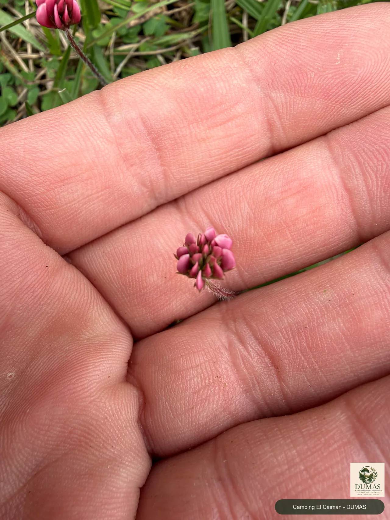 Registro fotográfico de Trifolium polymorphum