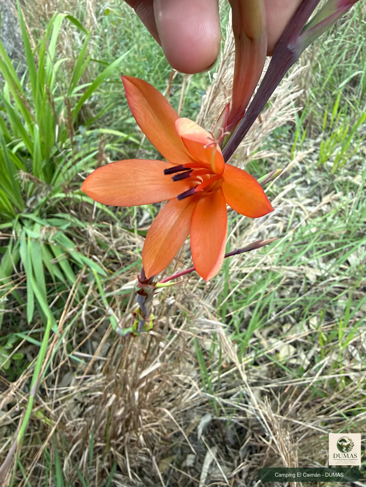 Registro fotográfico de Watsonia meriana