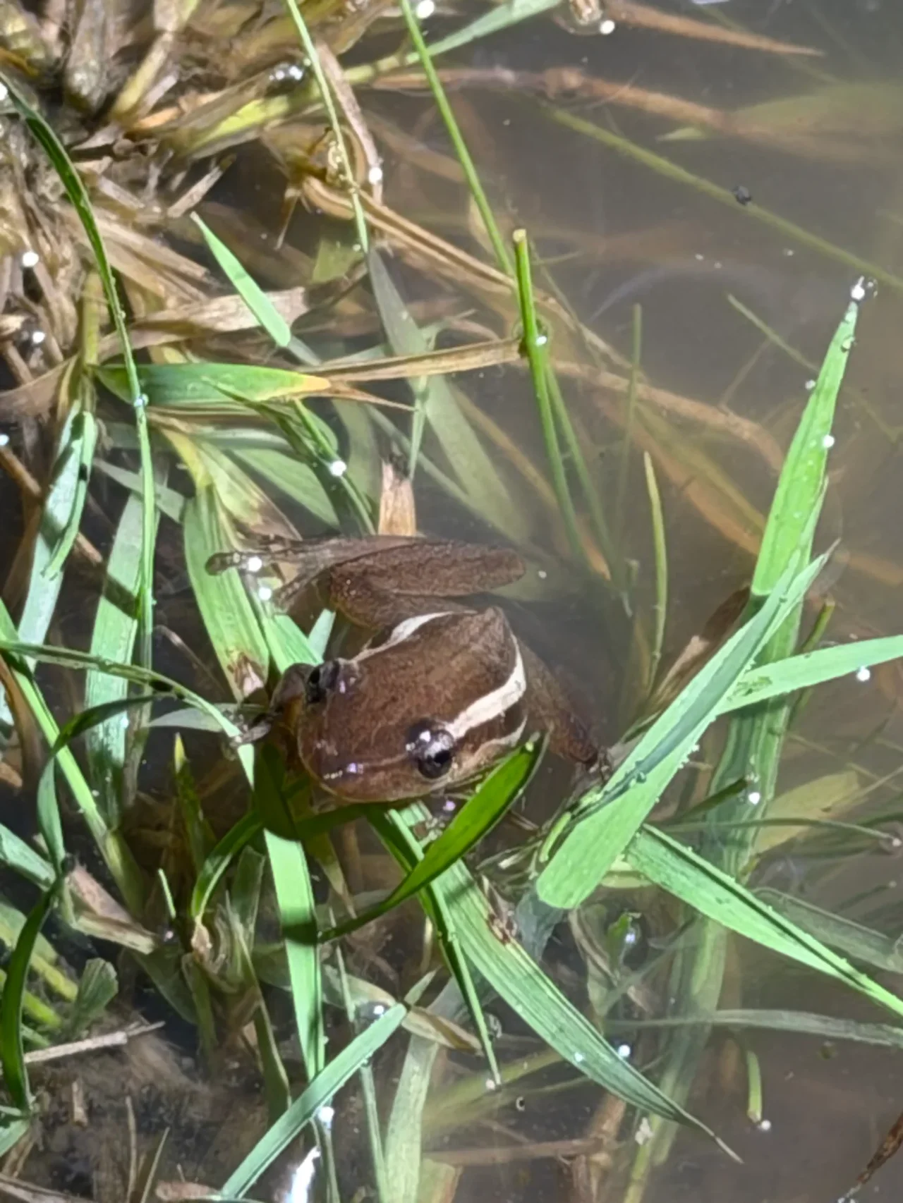 Foto del paseo Observación nocturna de anfibios y fauna asociada
