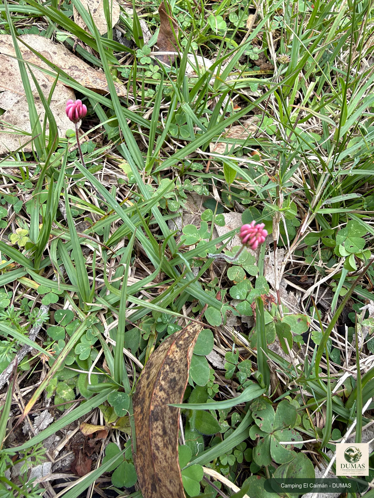 Registro fotográfico de Trifolium polymorphum