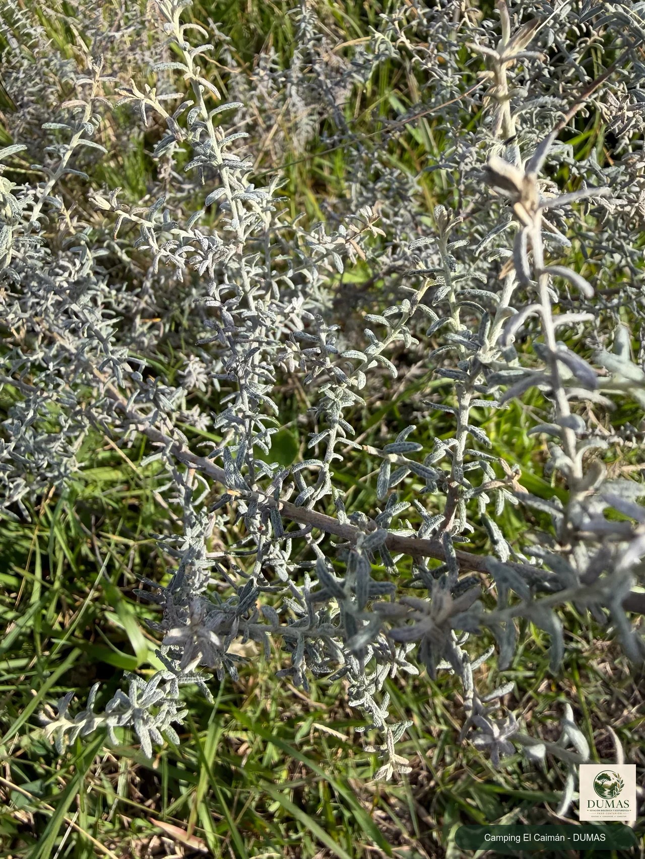 Registro fotográfico de Baccharis ochracea