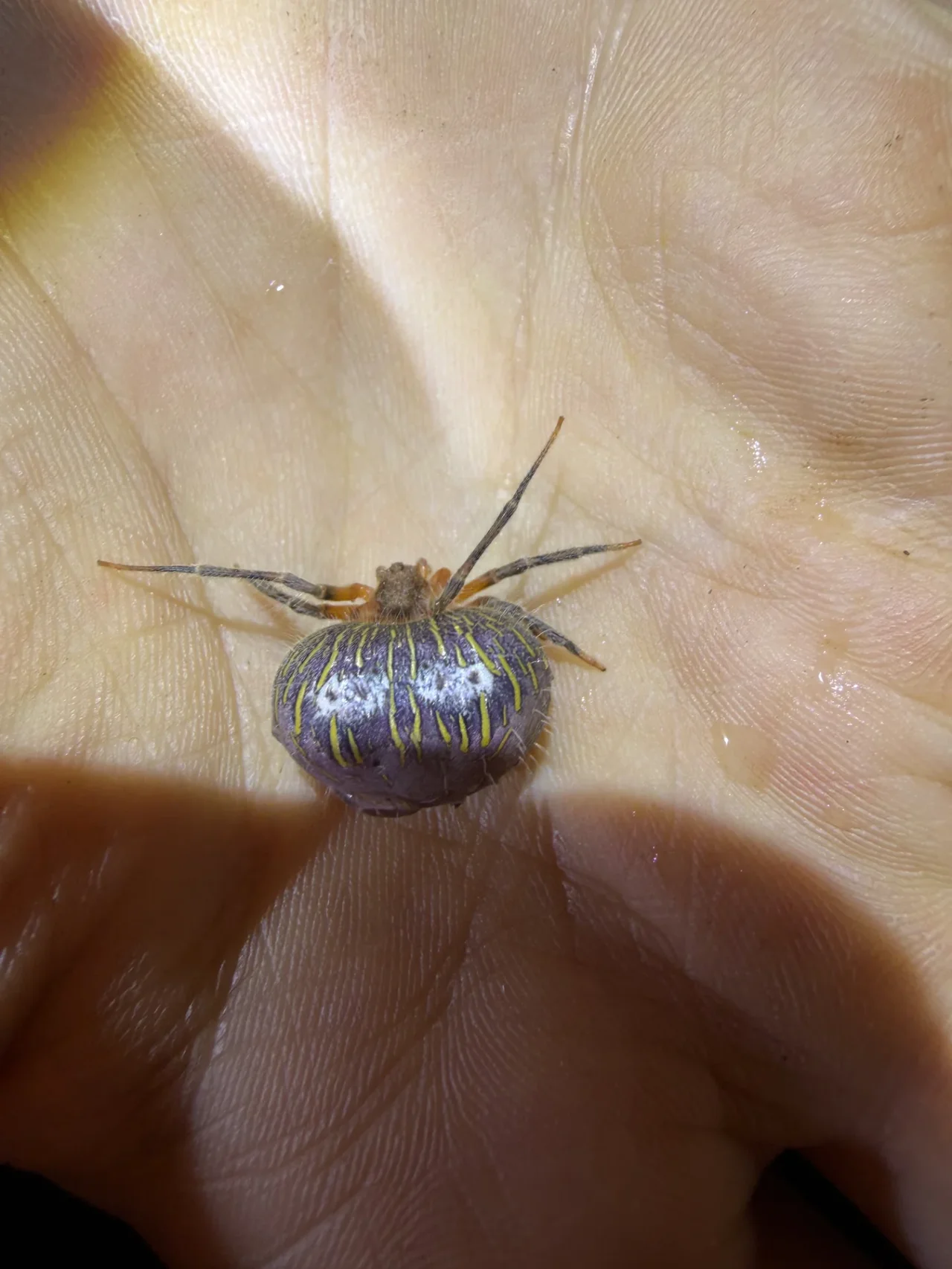 Araña registrada en Paso Centurión durante trabajo de campo, fotografiada sobre una mano.