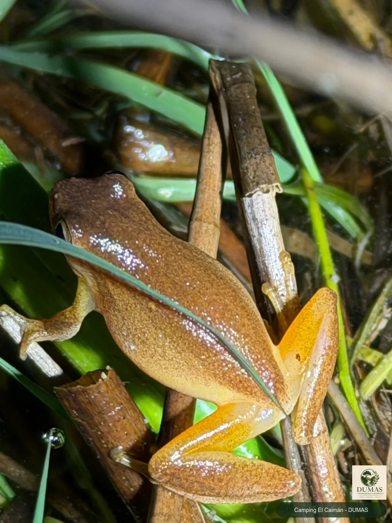 Registro fotográfico de Dendropsophus sanborni