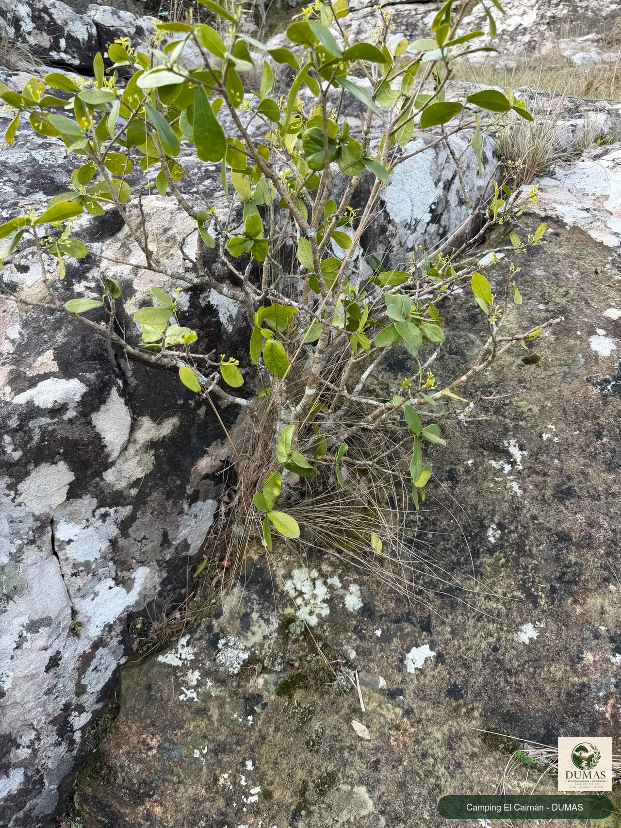 Registro fotográfico de Envira