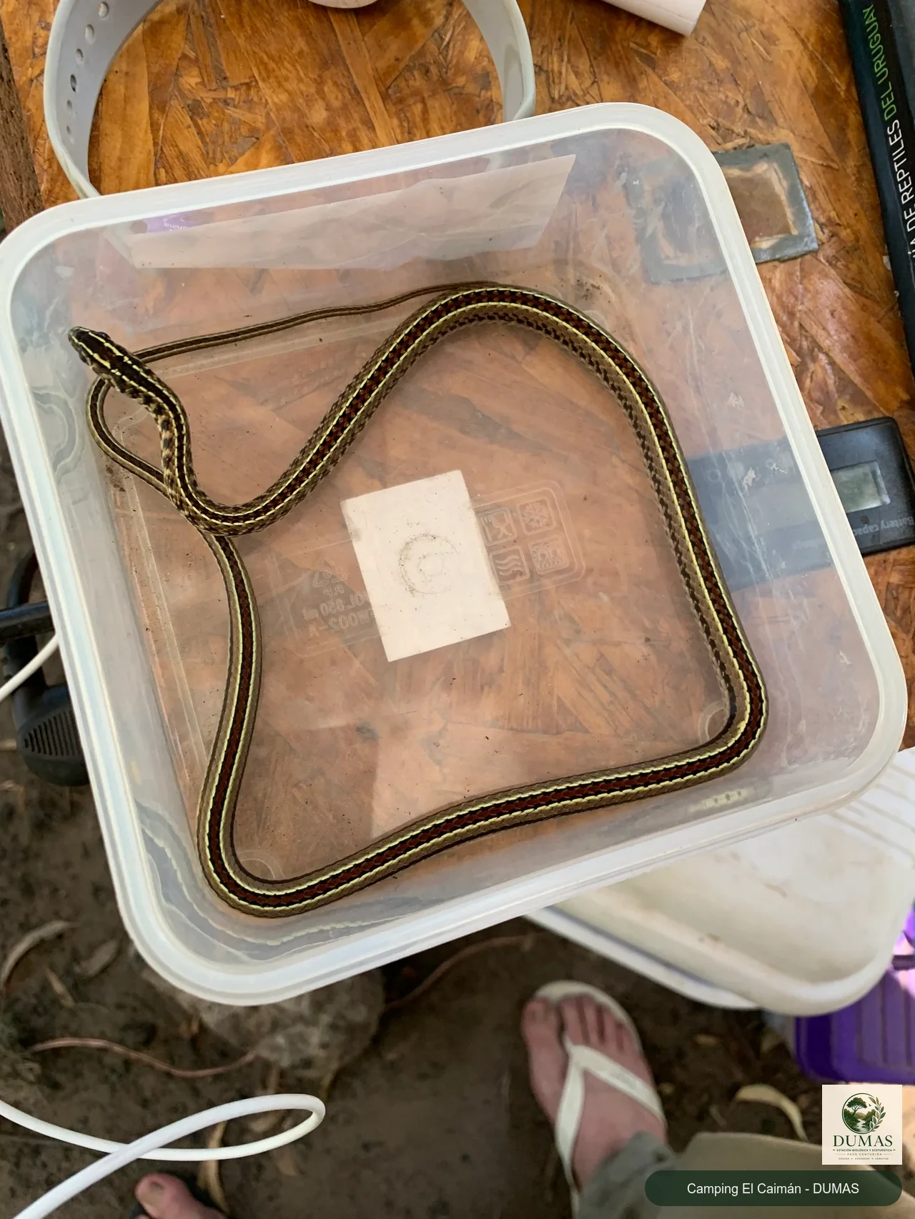 Registro fotográfico de Lygophis flavifrenatus