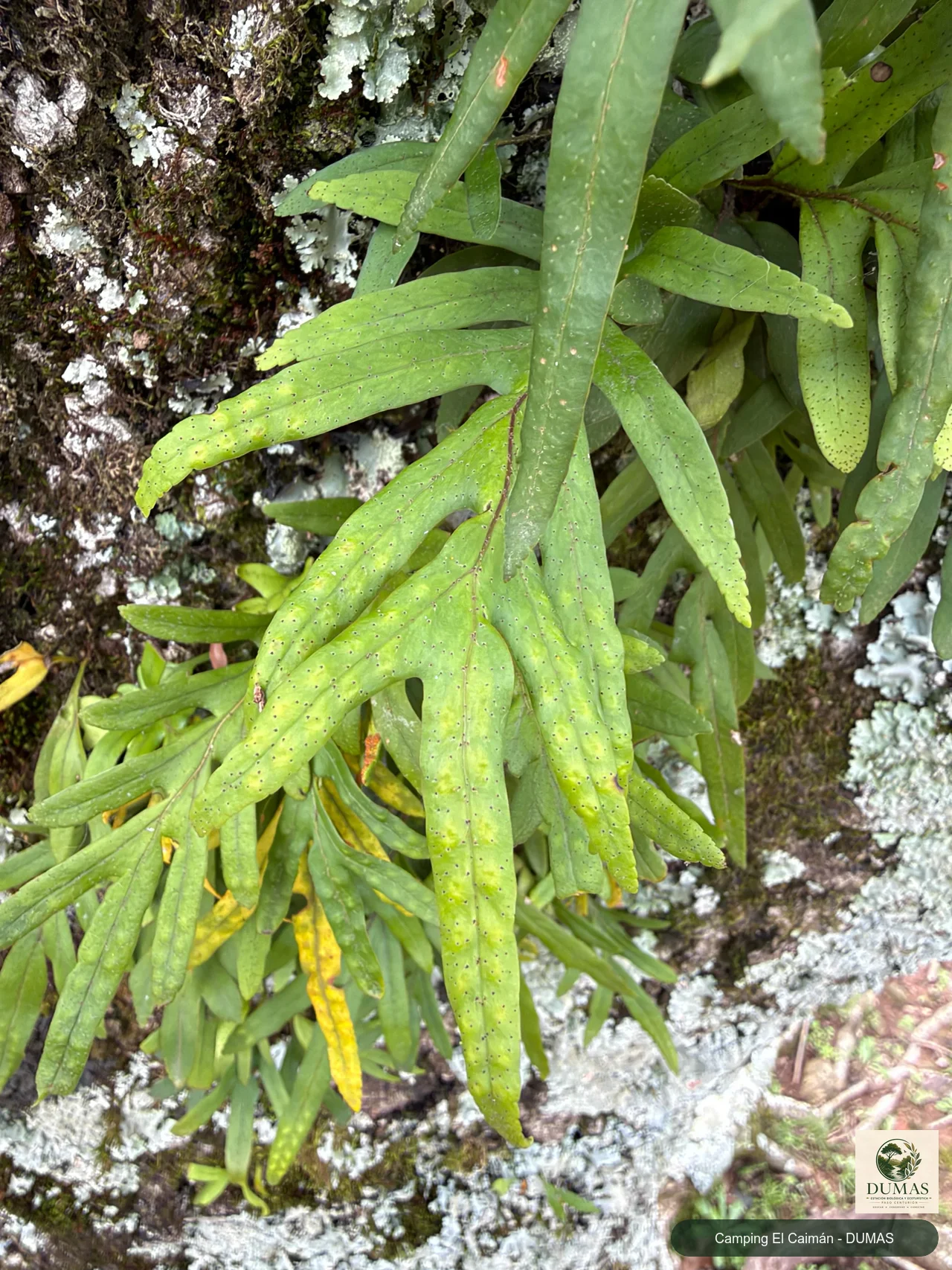 Registro fotográfico de Pleopeltis pleopeltifolia