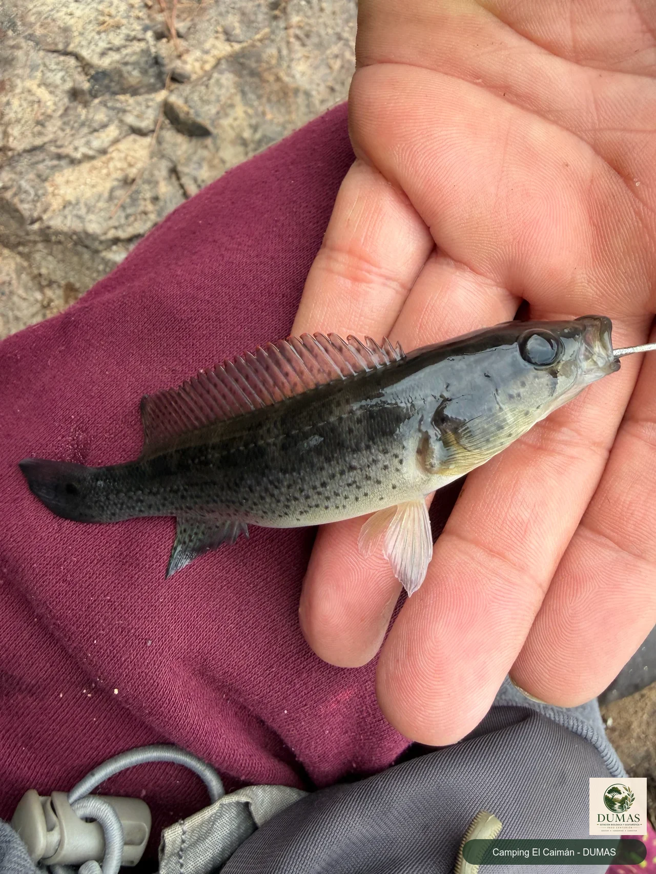 Registro fotográfico de Crenicichla punctata