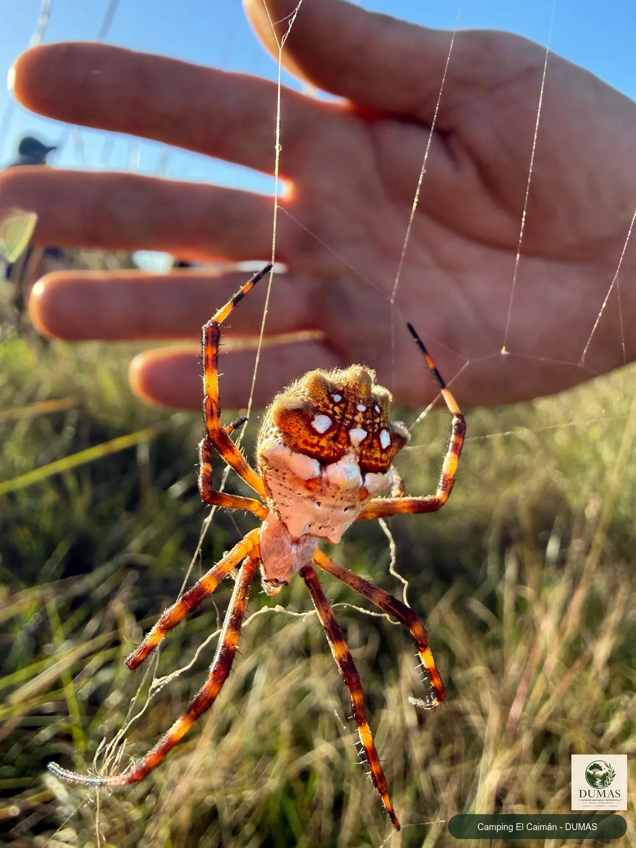 Registro fotográfico de Araña plateada de jardín