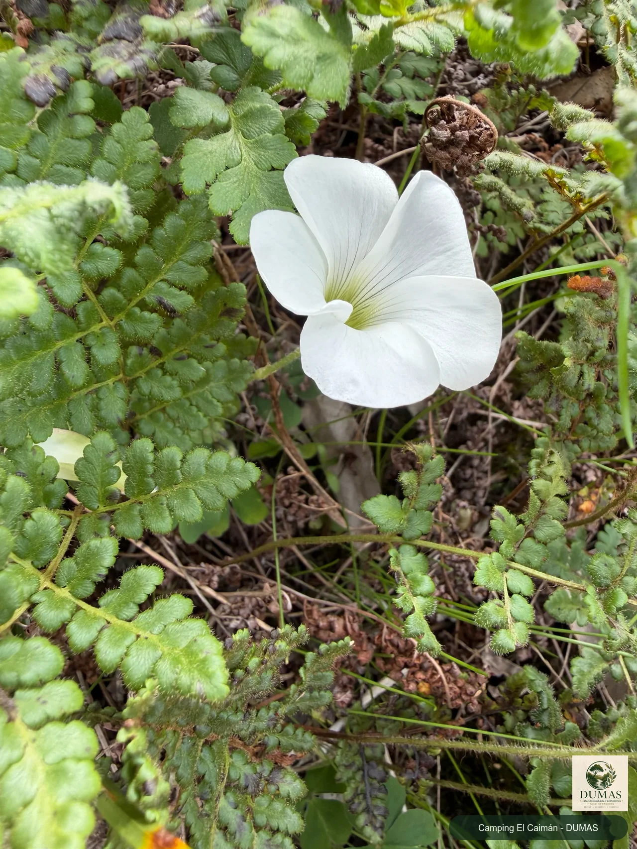 Registro fotográfico de Oxalis sellowiana