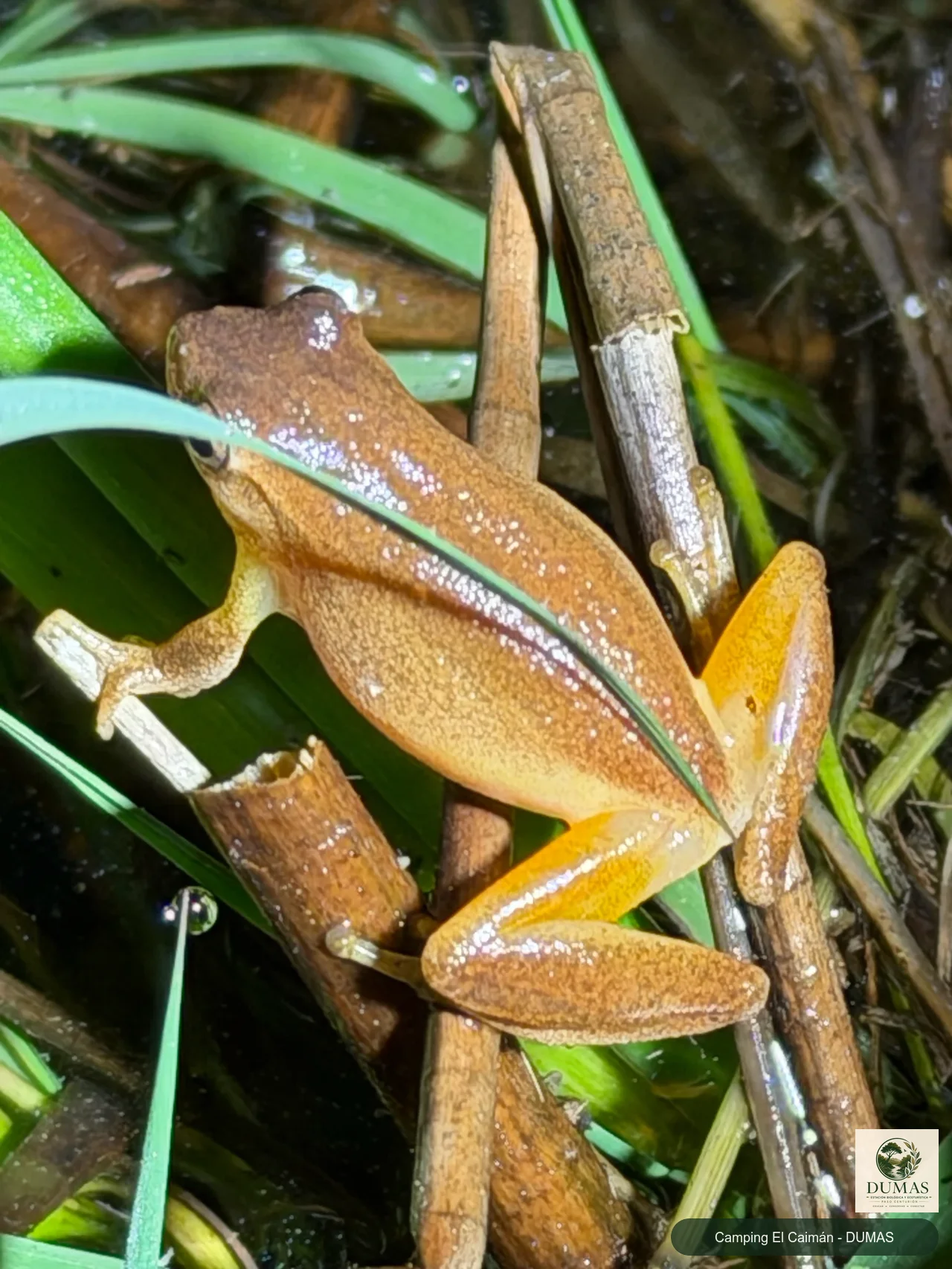 Registro fotográfico de Dendropsophus sanborni