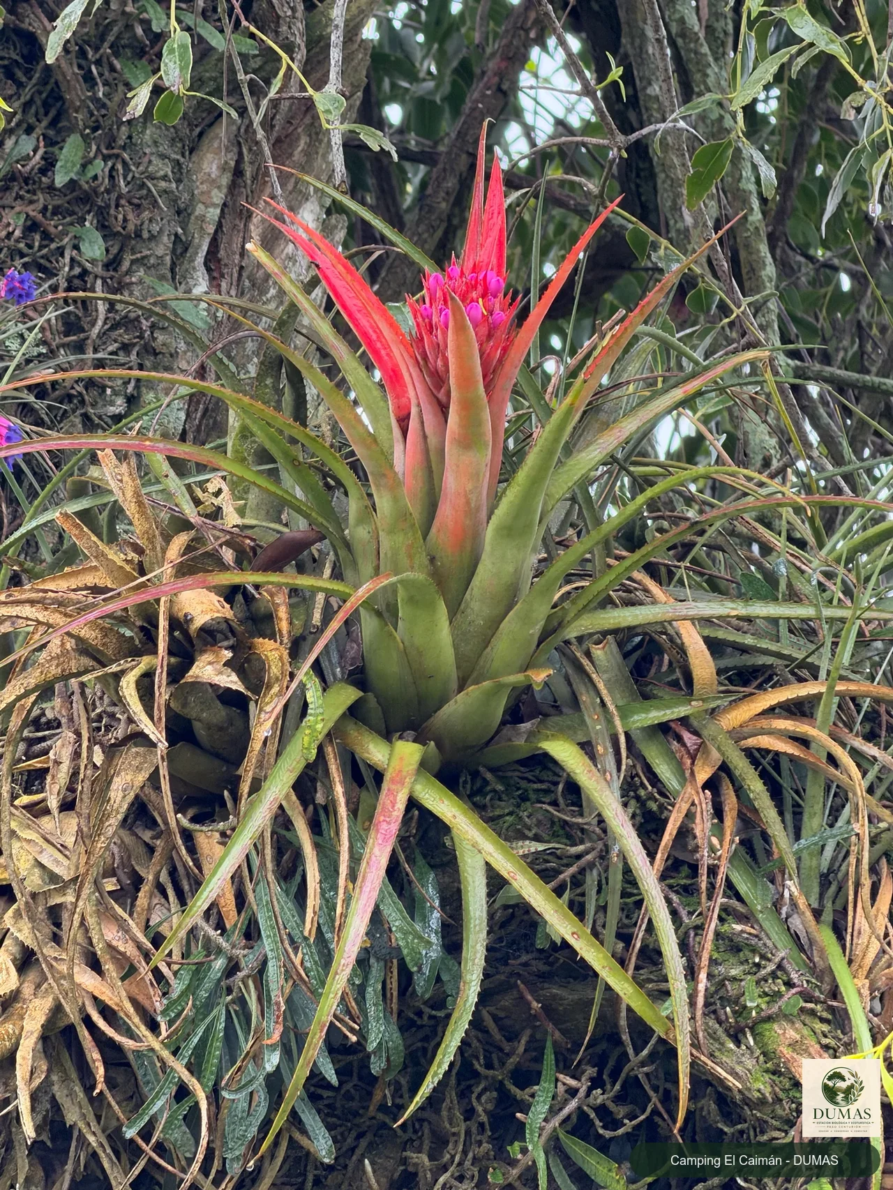 Registro fotográfico de Aechmea recurvata