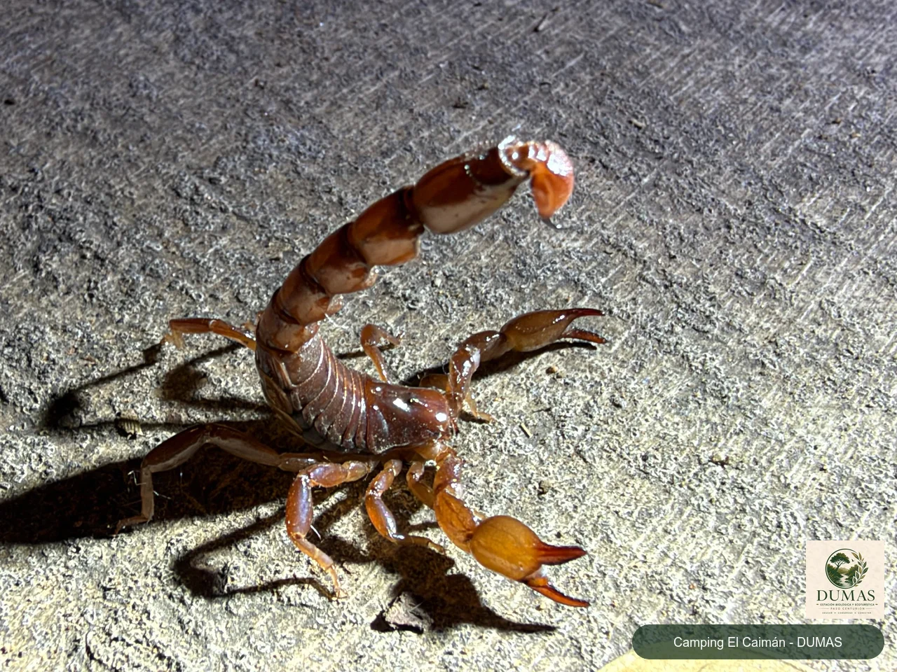 Registro fotográfico de Bothriurus bonariensis