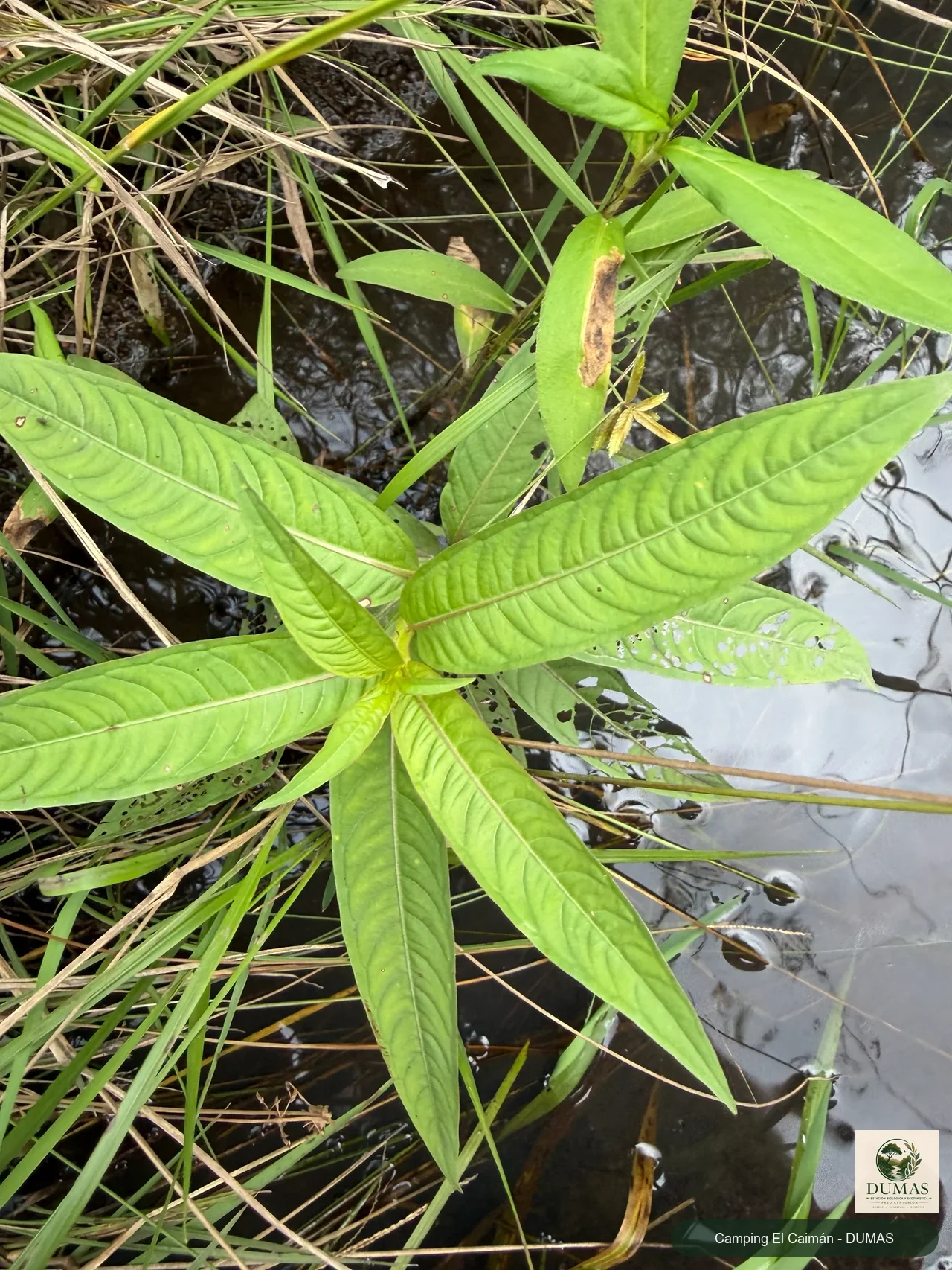 Registro fotográfico de clavitos o duraznillos de agua