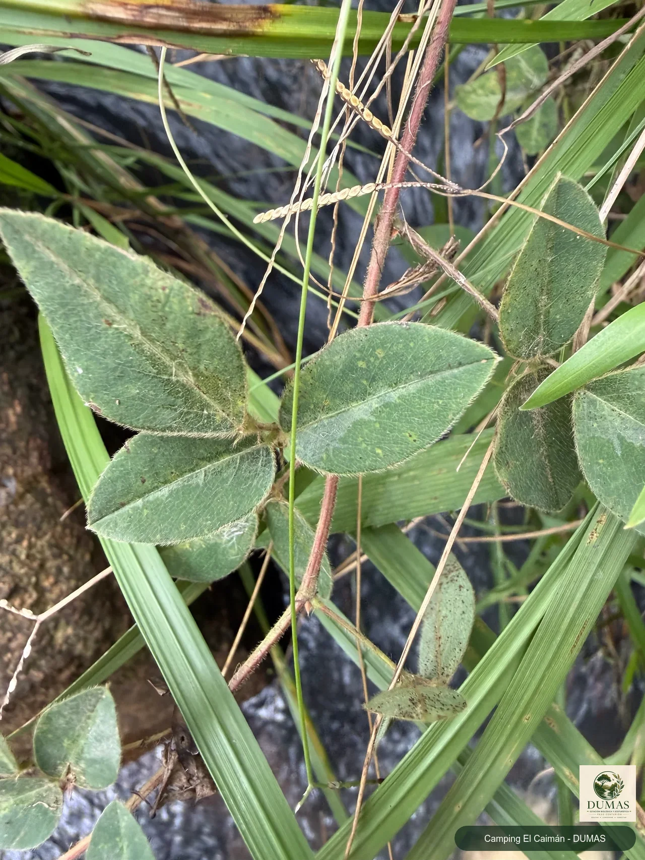 Registro fotográfico de Desmodium uncinatum