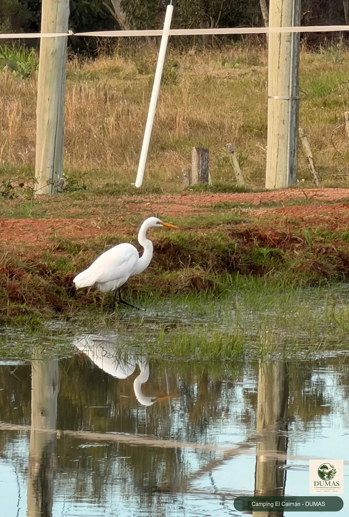 Registro fotográfico de Garza blanca