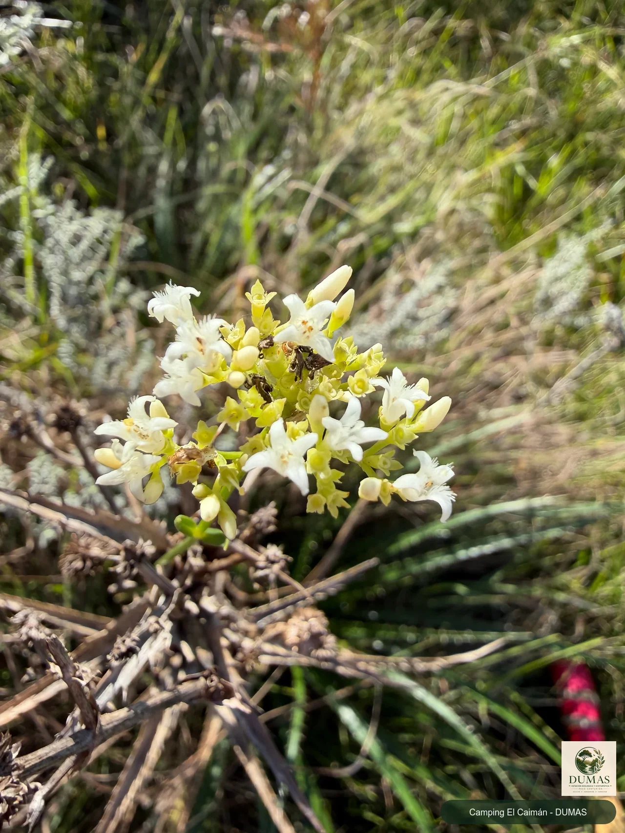 Registro fotográfico de Galianthe fastigiata