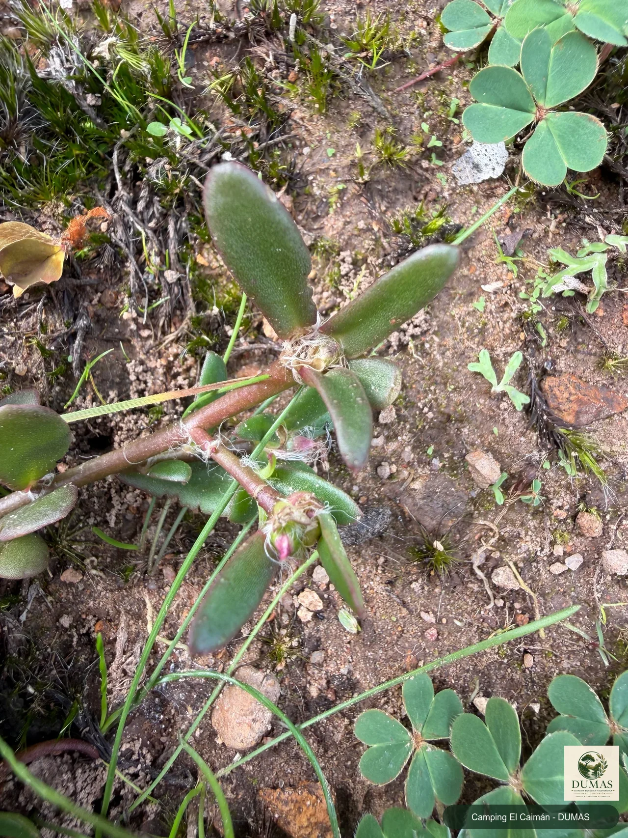 Registro fotográfico de Portulaca cryptopetala