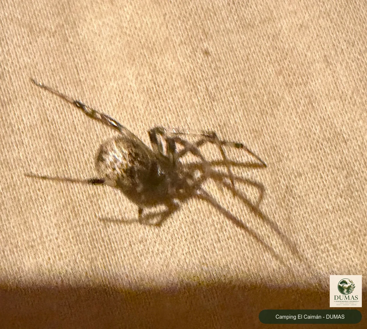 Registro fotográfico de Parasteatoda tepidariorum