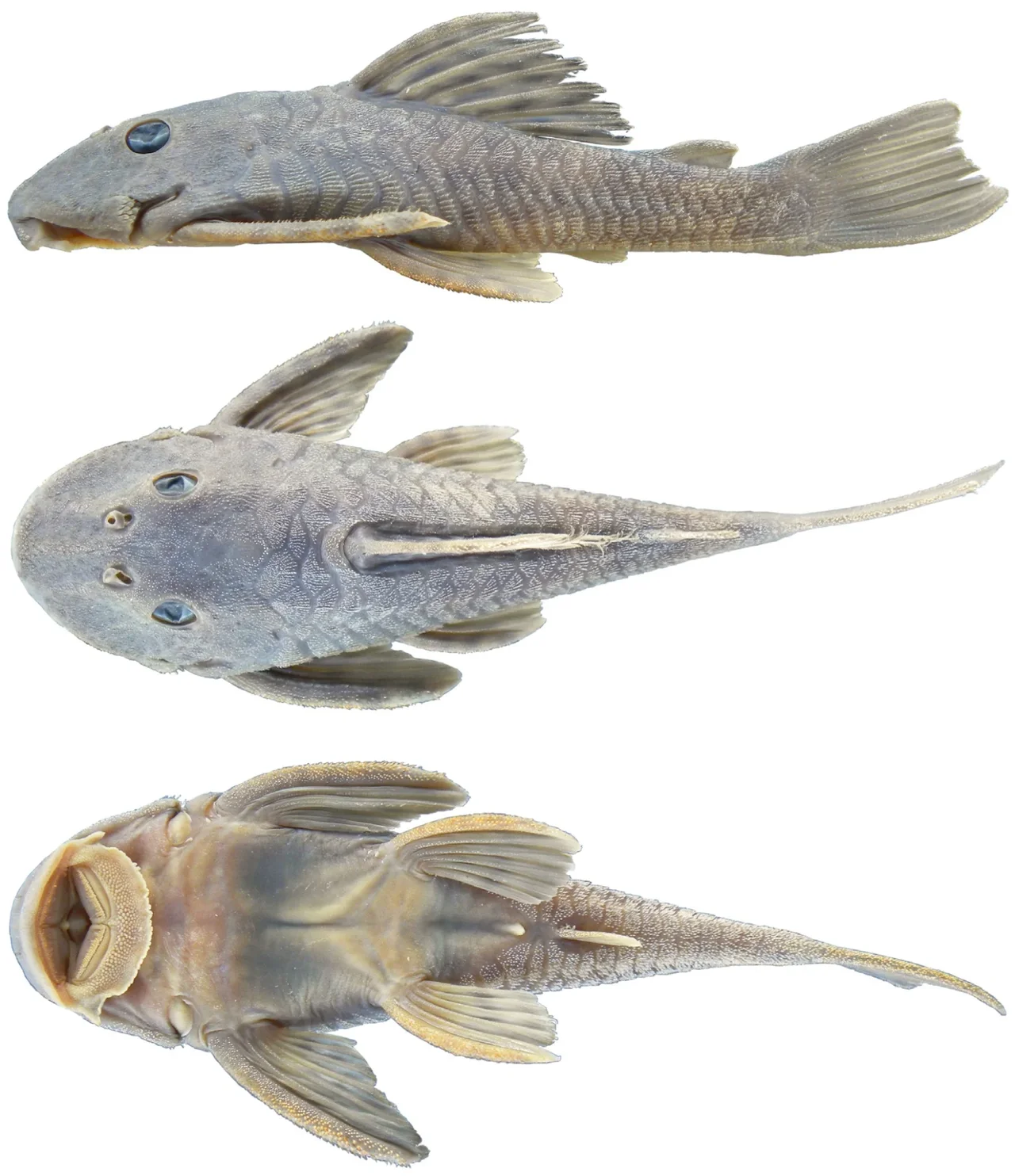 Ejemplar de Hemiancistrus punctulatus de Paso Centurión mostrado en vistas lateral, dorsal y ventral.