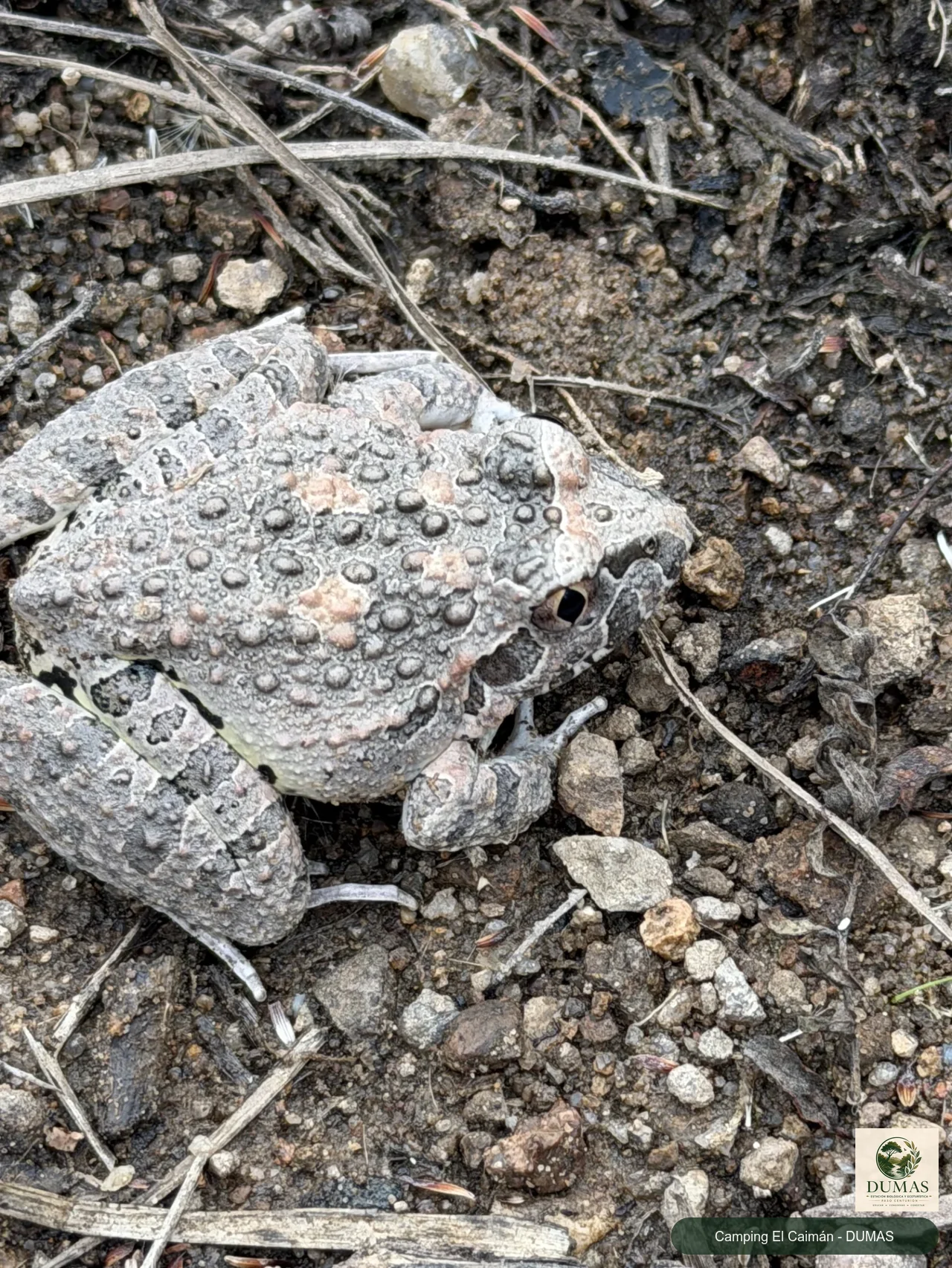 Registro fotográfico de Ranita de las piedras