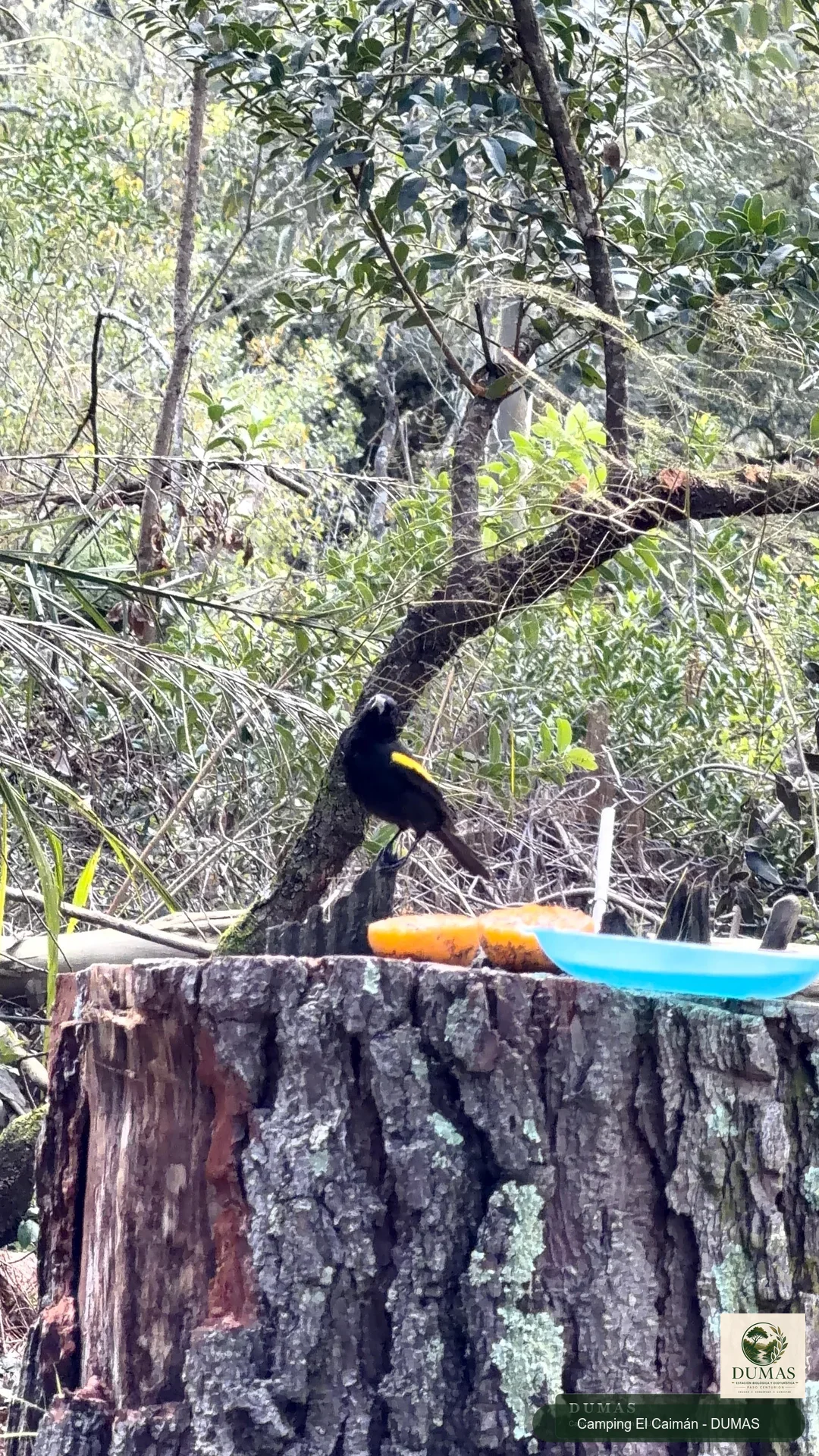 Boyero ala amarilla posado junto al tronco de un árbol
