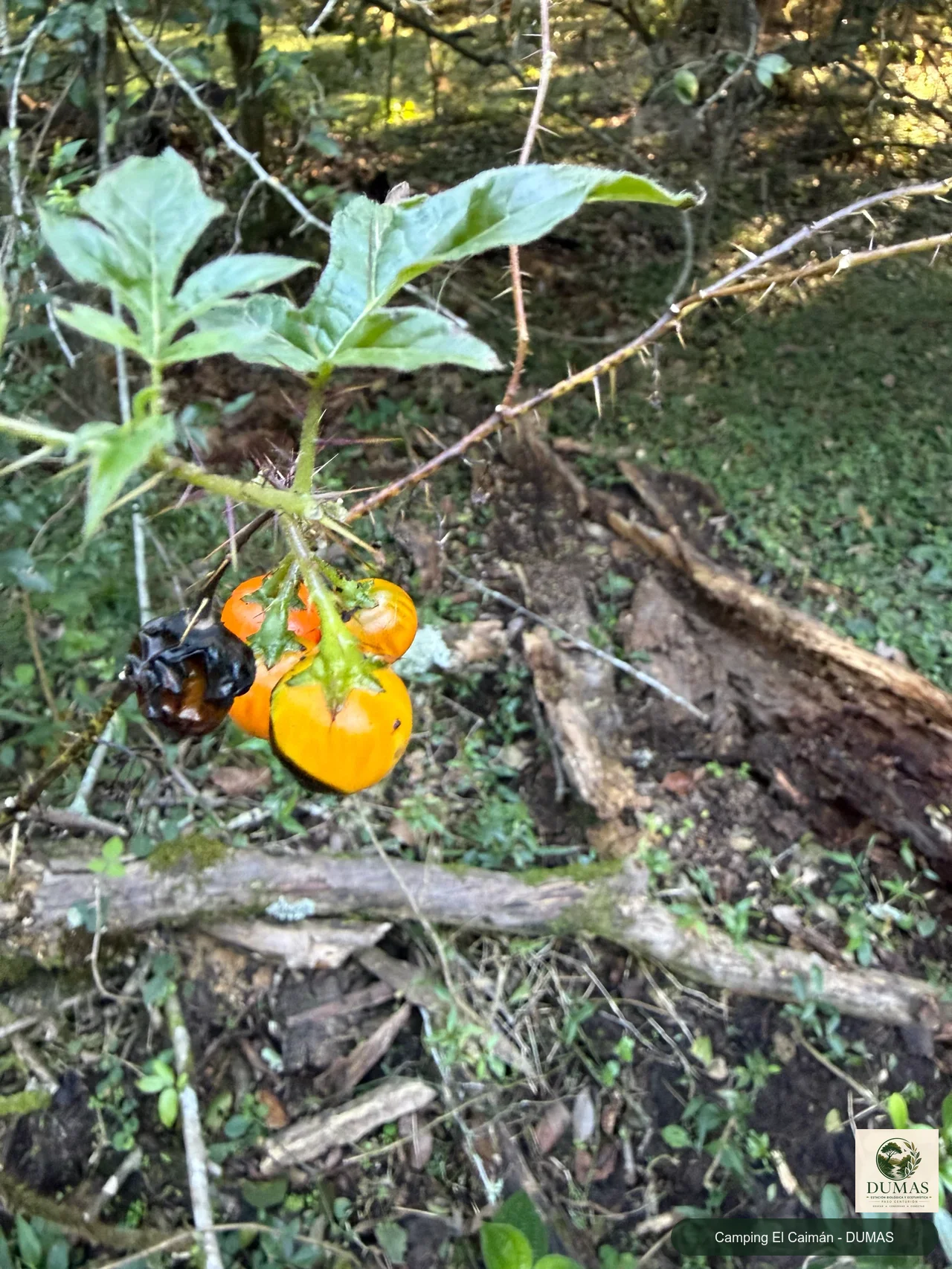 Registro fotográfico de Solanum atropurpureum
