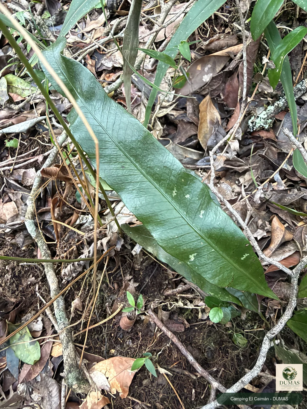 Registro fotográfico de Campyloneurum nitidum