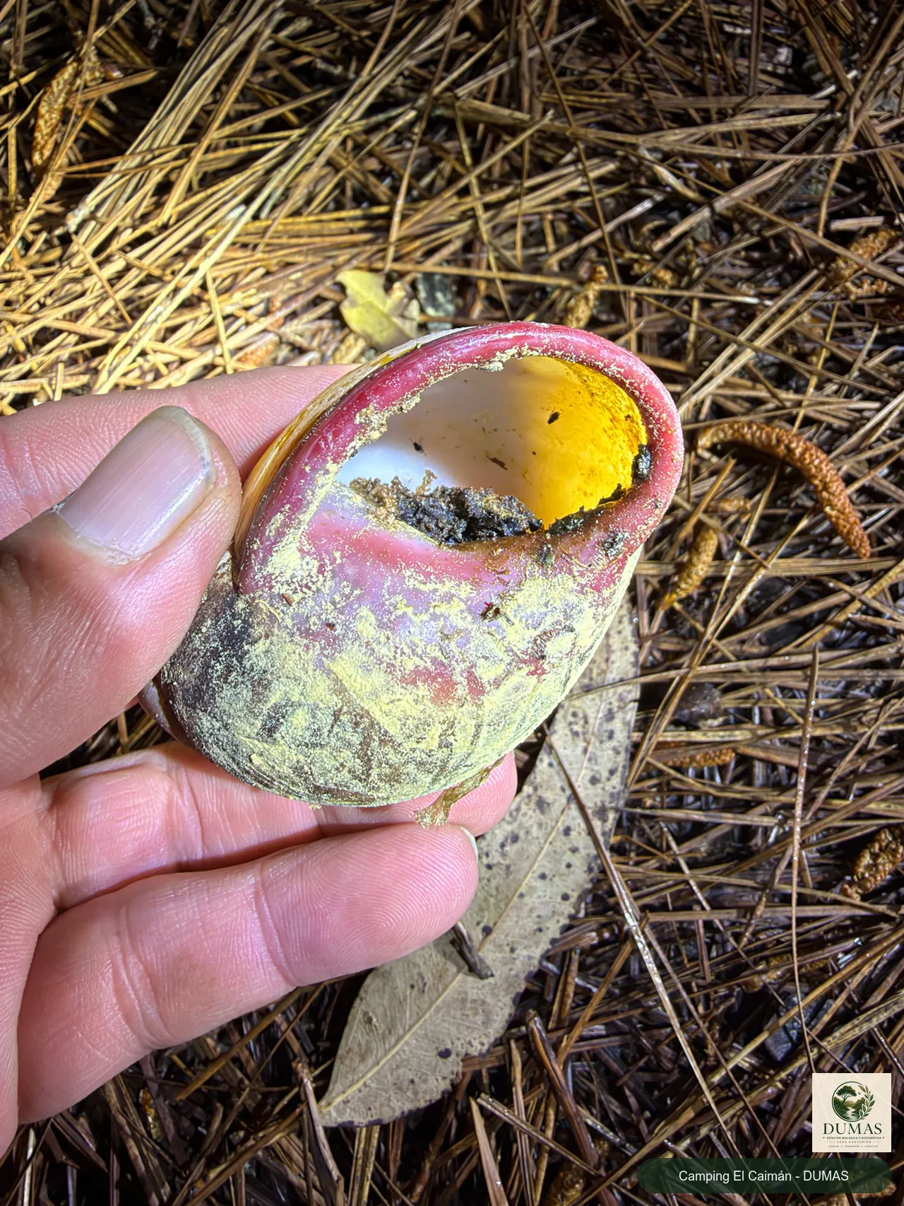 Registro fotográfico de Caracol de Boca Rosada