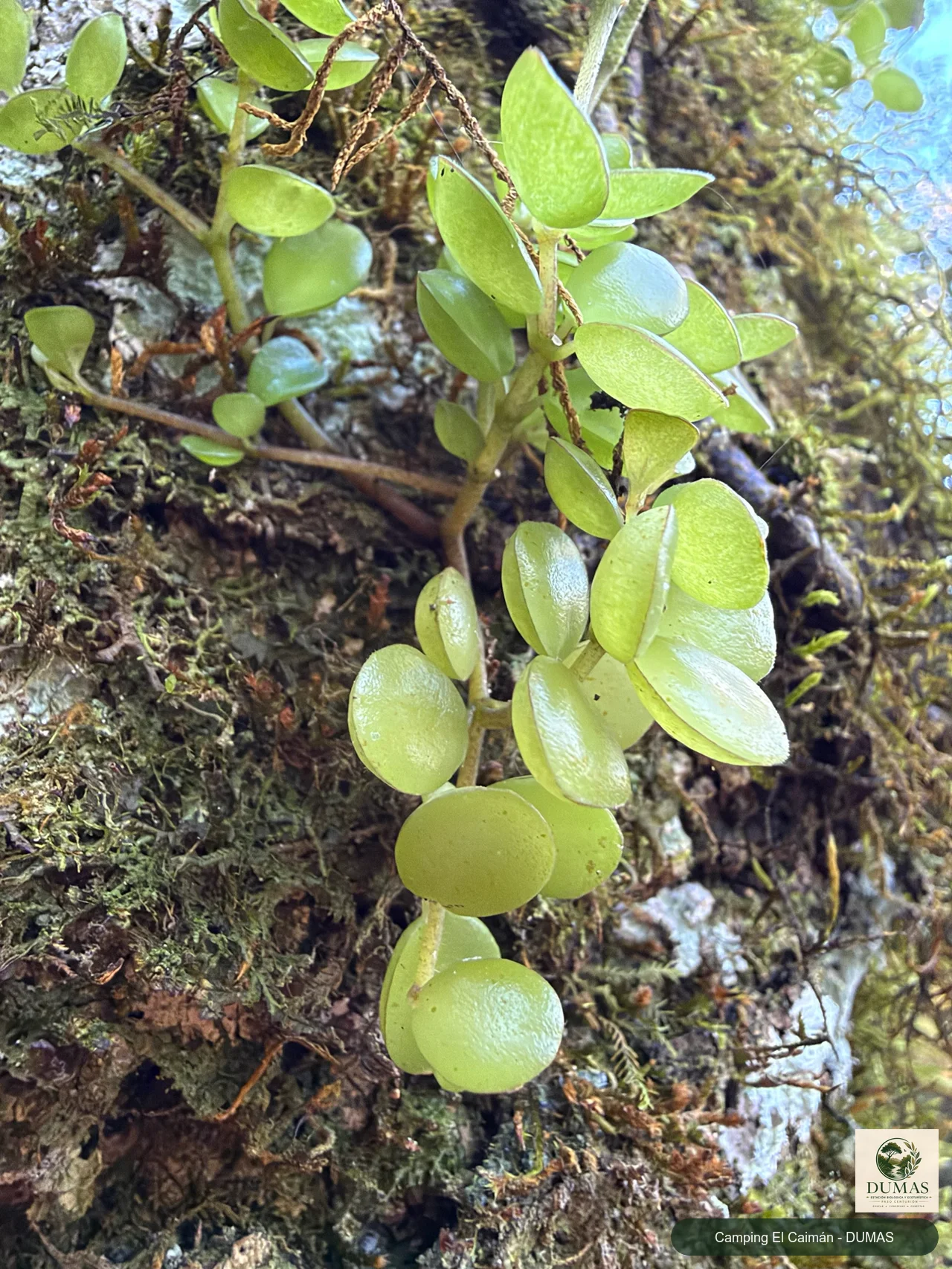 Registro fotográfico de Peperomia catharinae