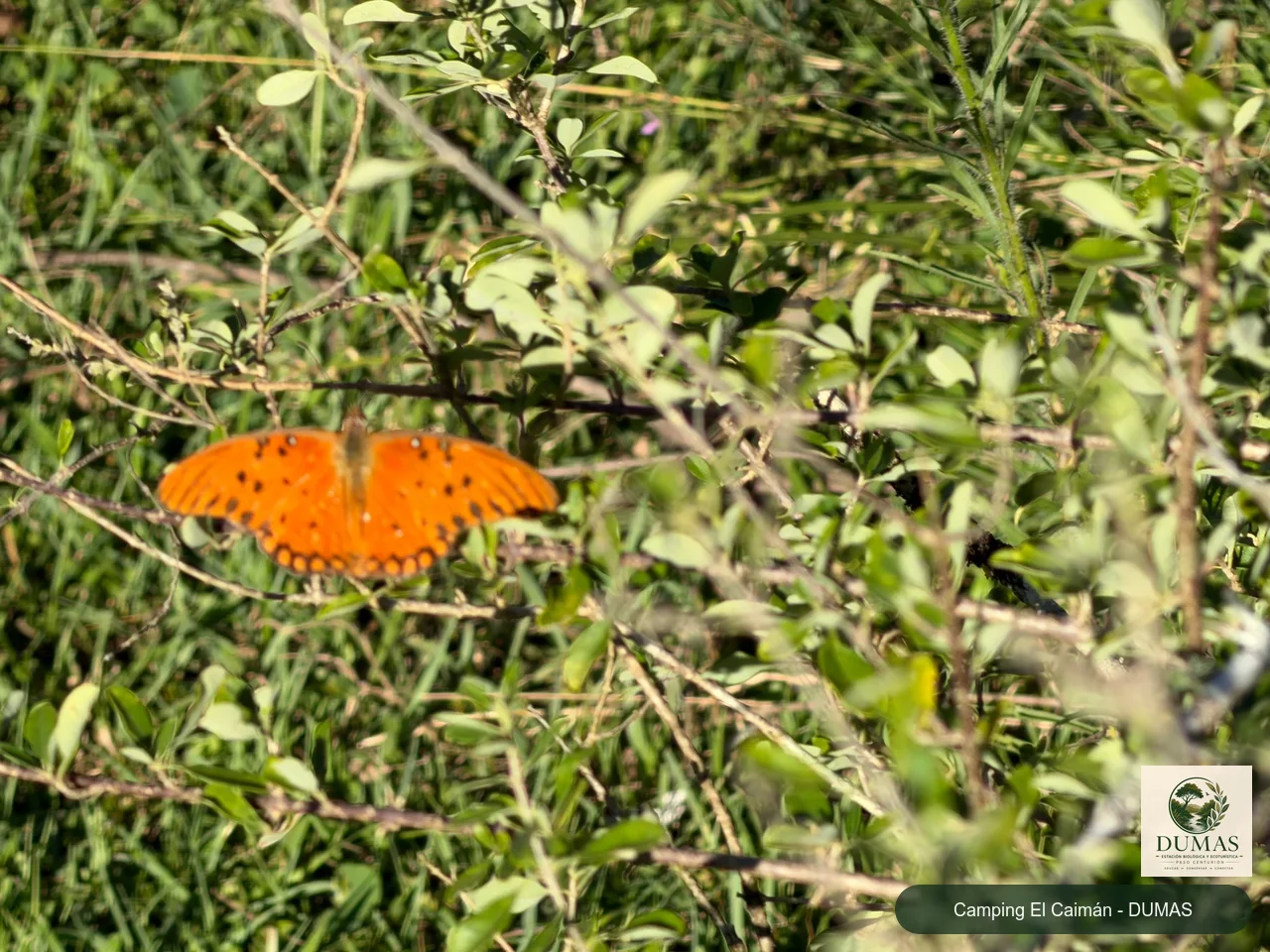 Registro fotográfico de Mariposa pasionaria motas blancas