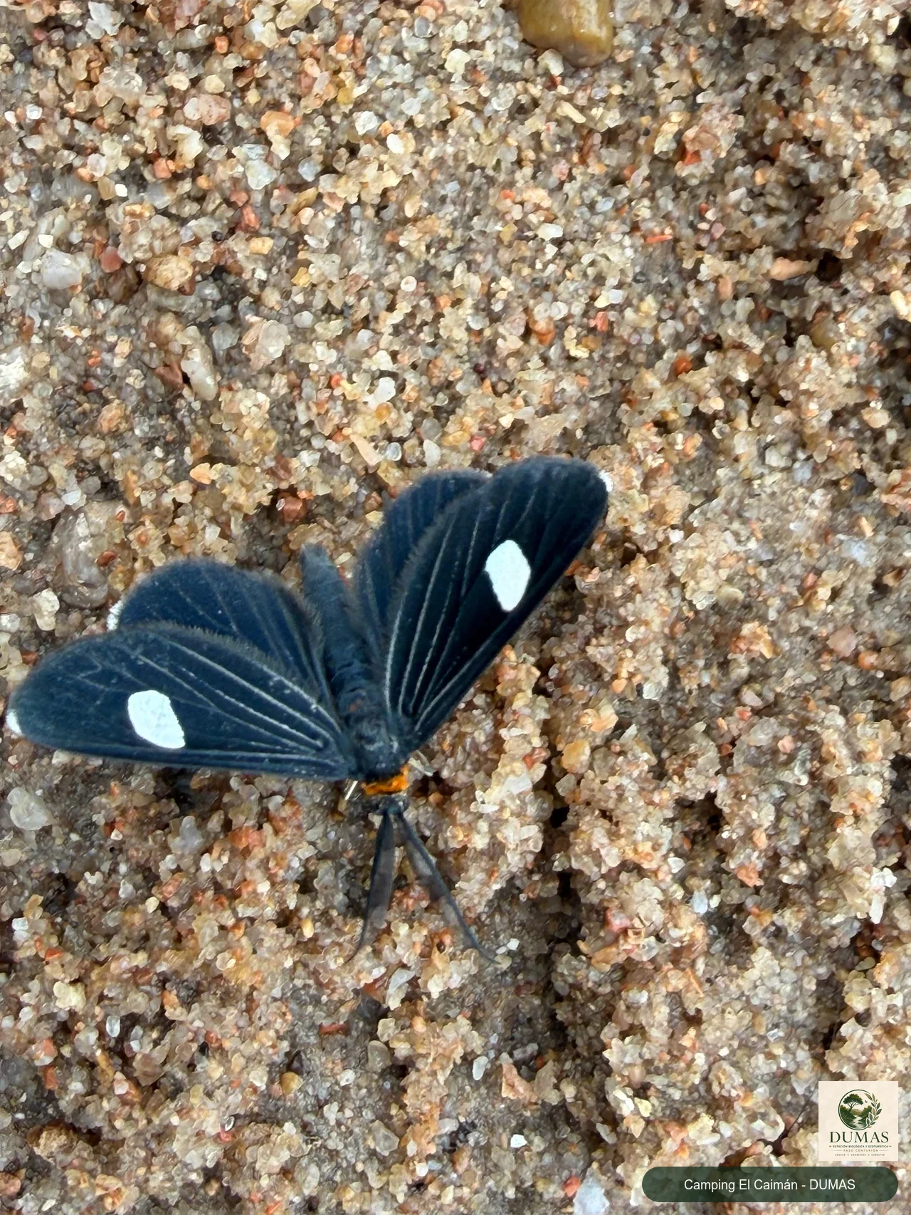 Registro fotográfico de Melanchroia aterea
