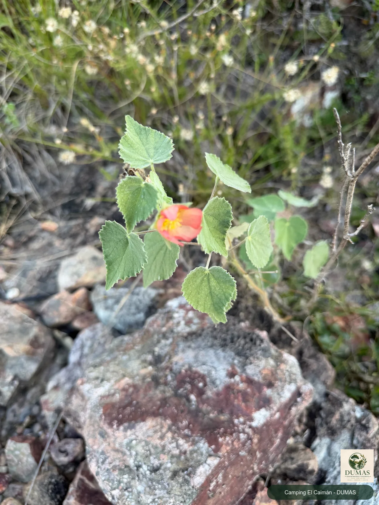 Registro fotográfico de Callianthe pauciflora