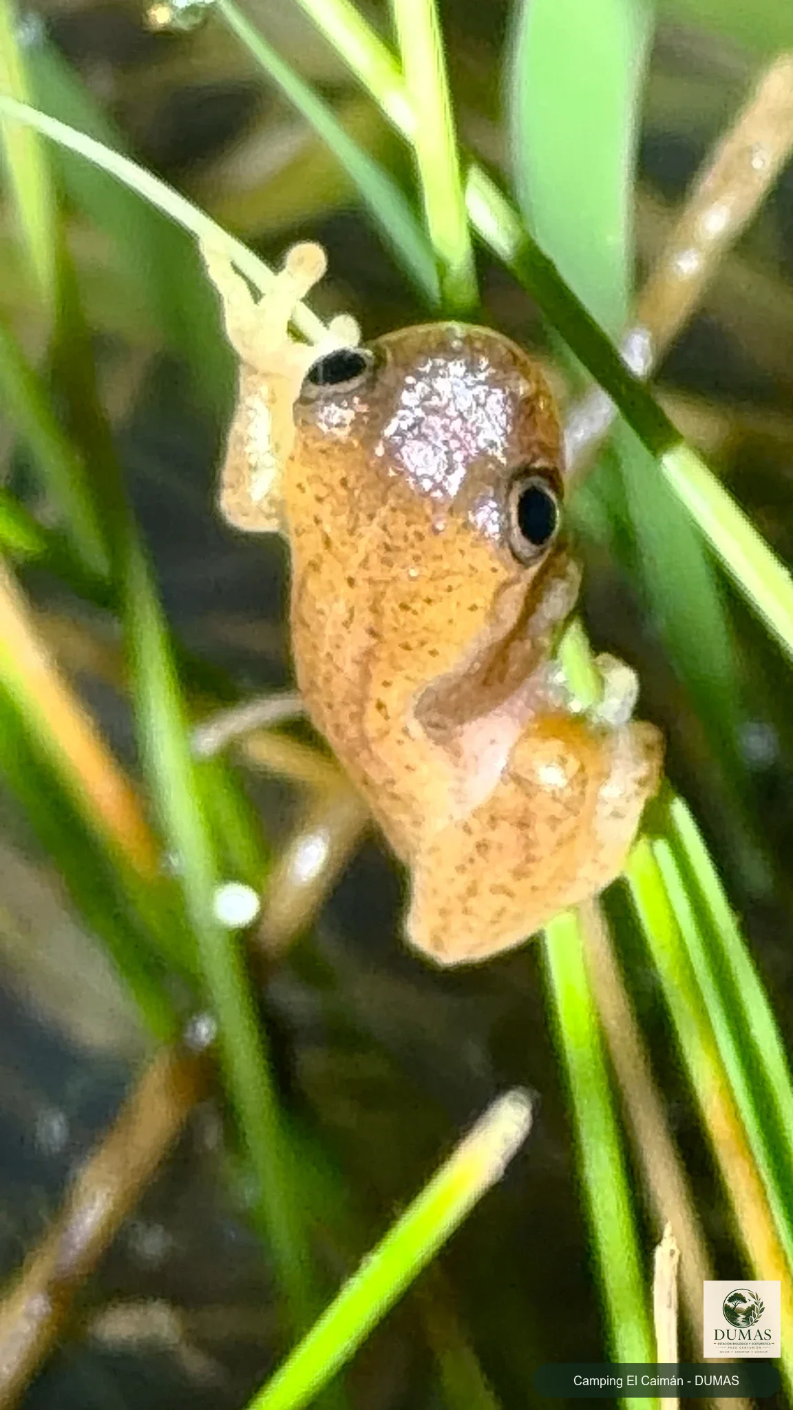 Registro fotográfico de Dendropsophus sanborni