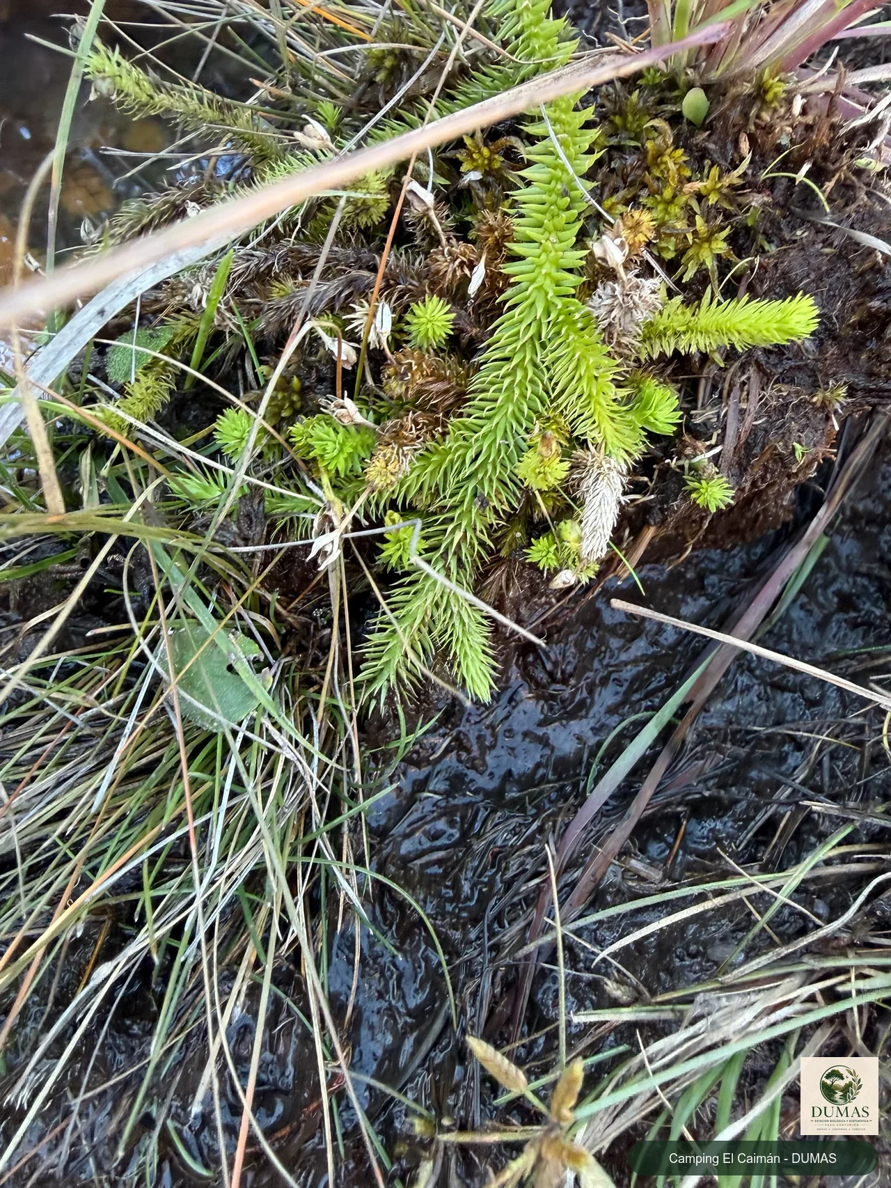 Registro fotográfico de Lycopodiella tupiana