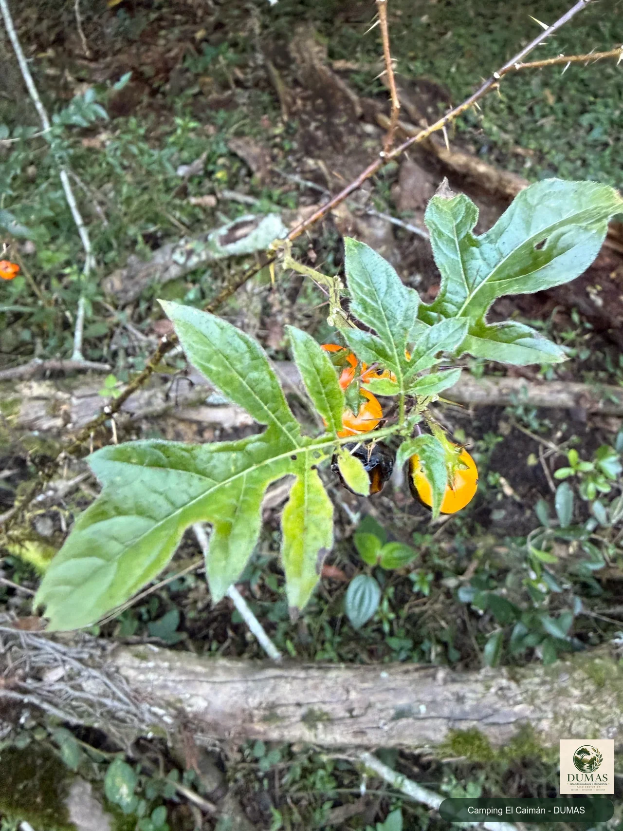 Registro fotográfico de Solanum atropurpureum