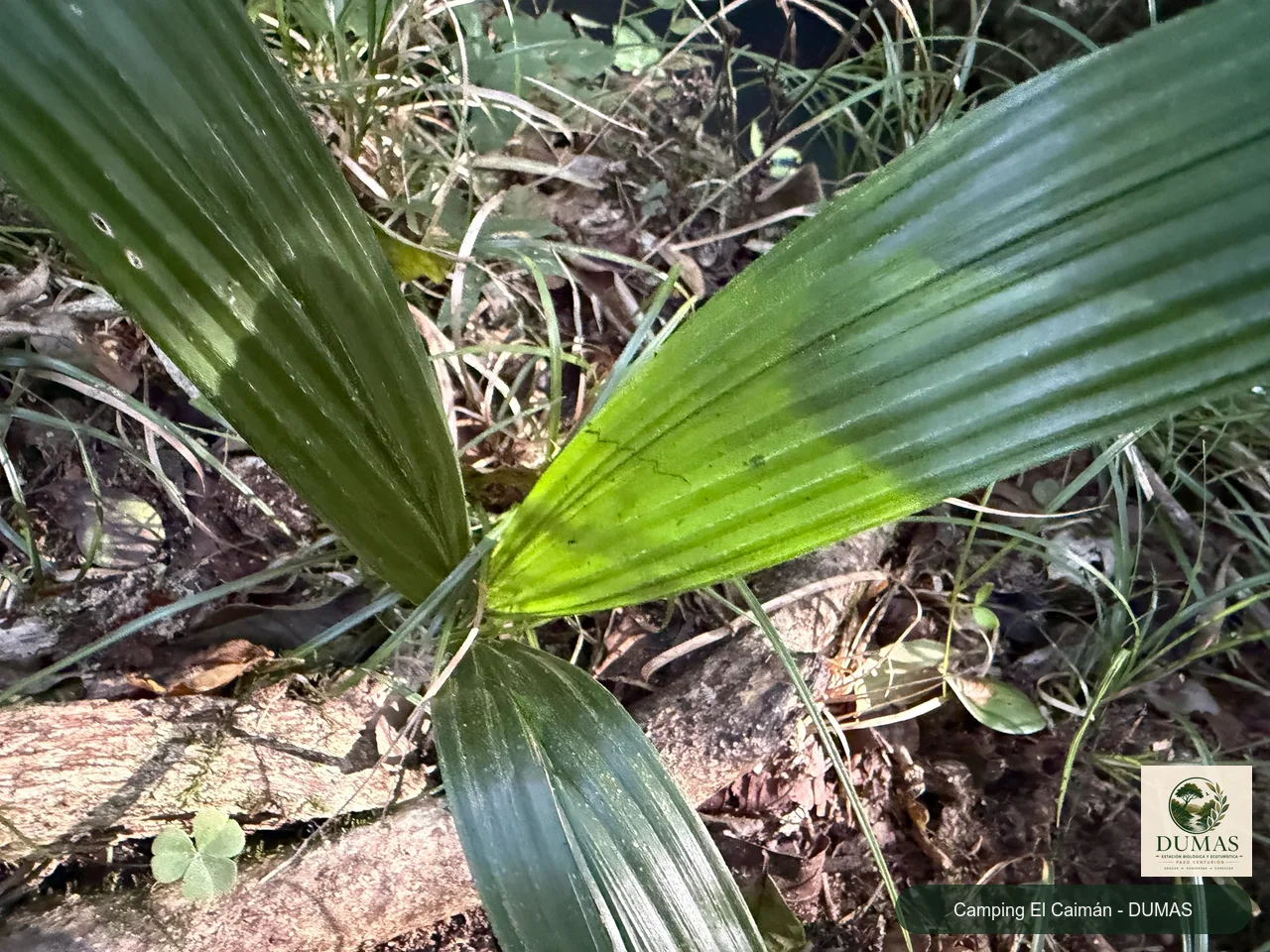 Registro fotográfico de Palmera pindó