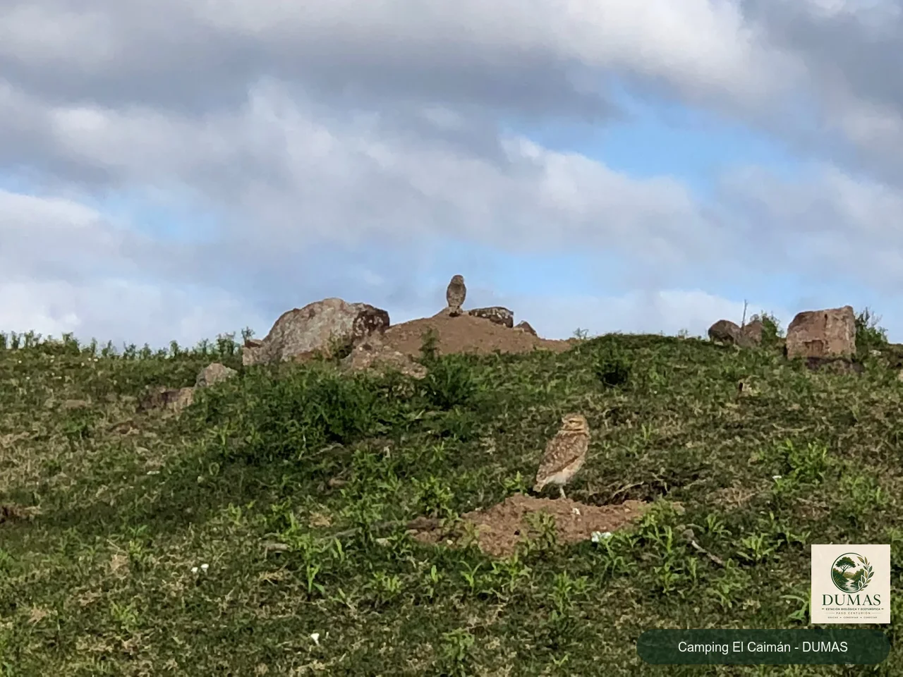 Registro fotográfico de Lechucita de campo