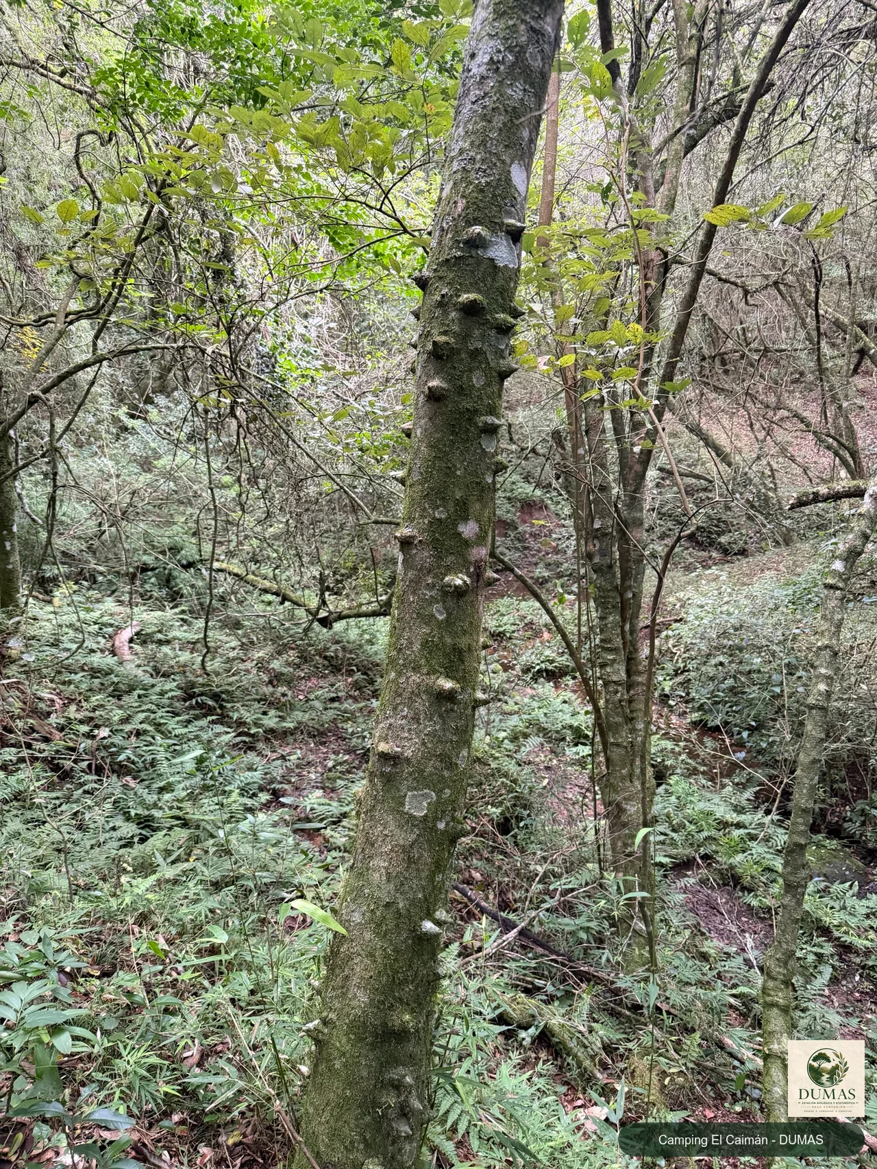 Registro fotográfico de Zanthoxylum