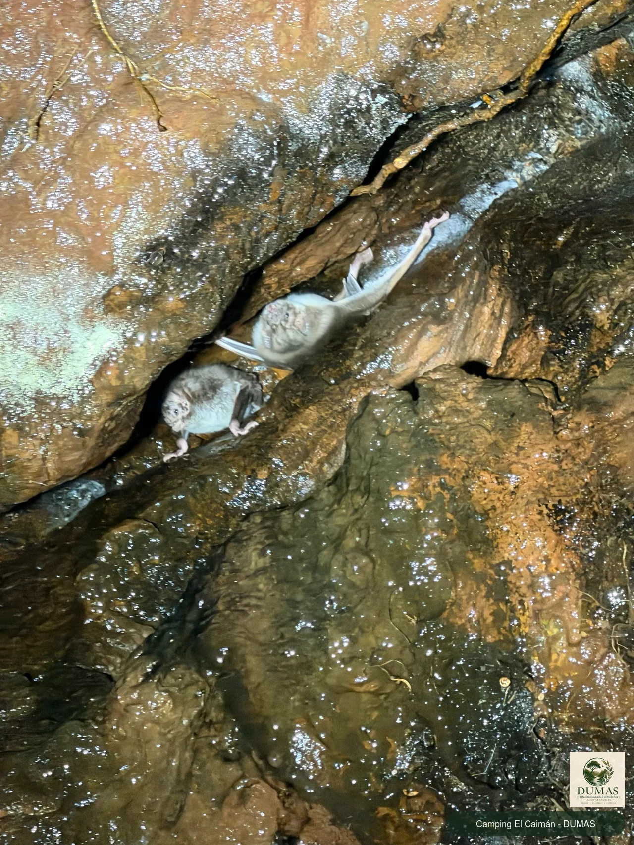 Registro fotográfico de Murciélago vampiro