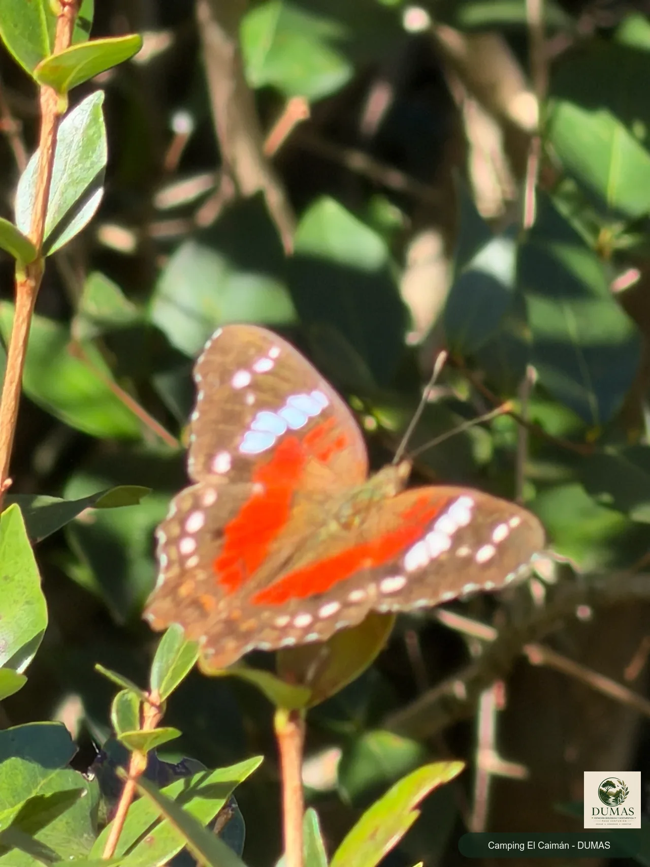 Registro fotográfico de Mariposa pavo real roja