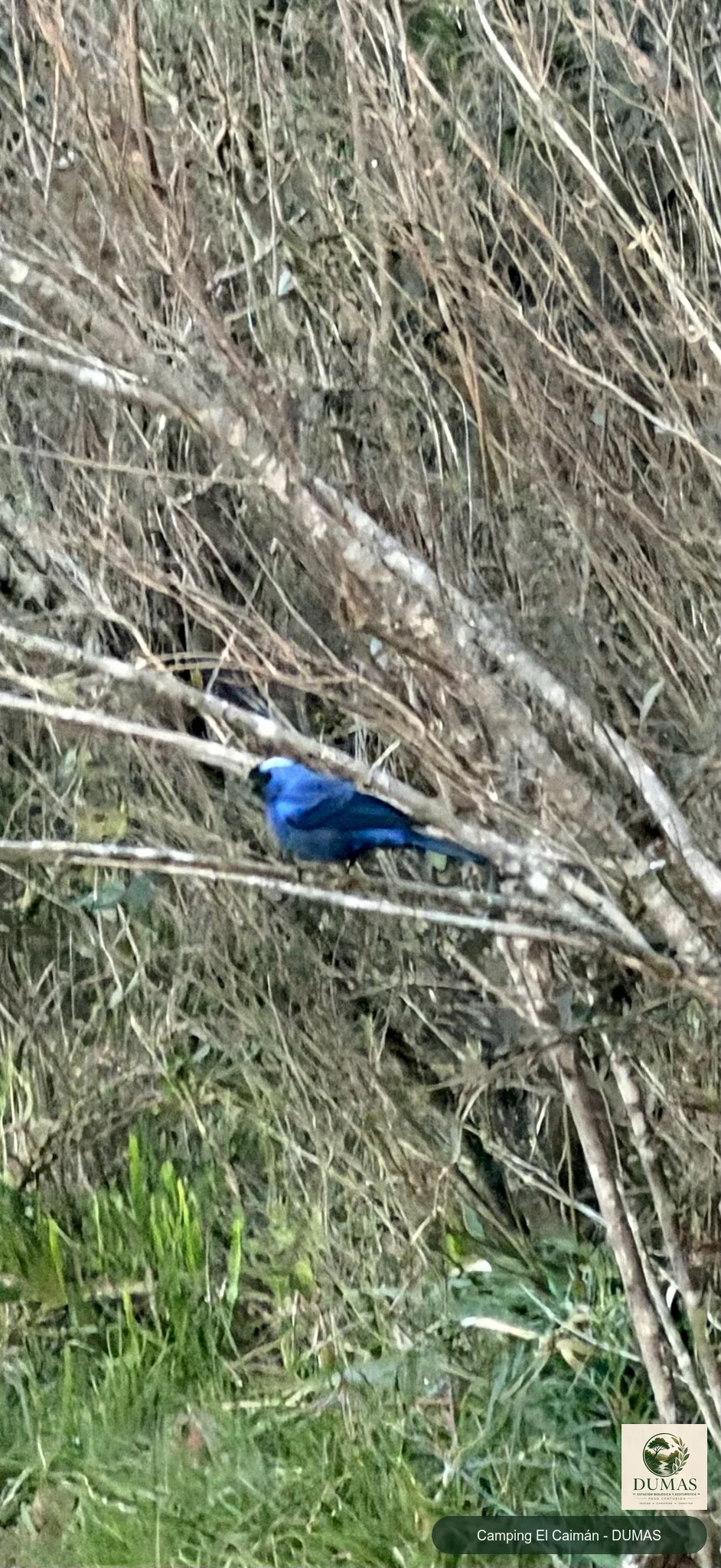 Registro fotográfico de Cardenal azul