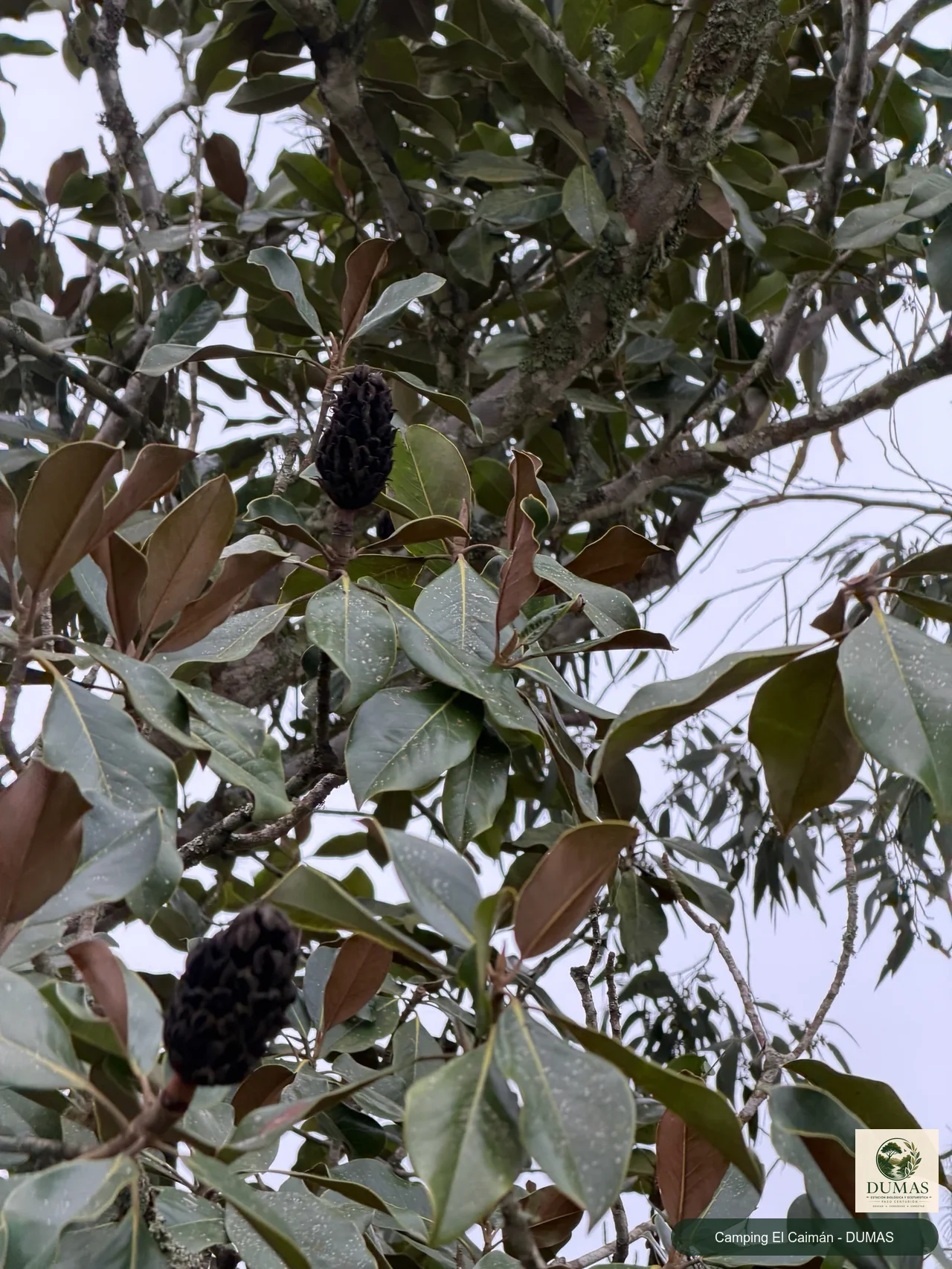 Registro fotográfico de Magnolia común